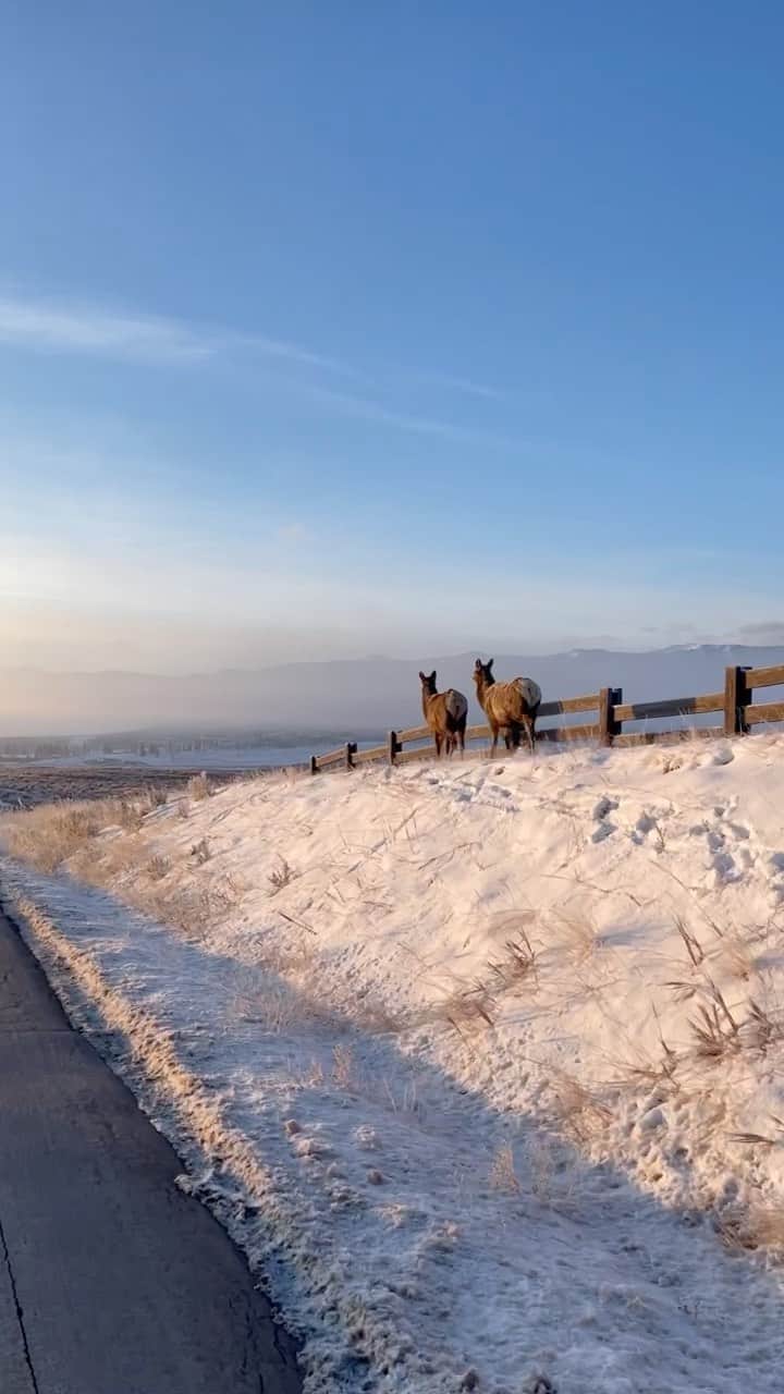 リンゼイ・ボンのインスタグラム：「Utah... ❤️ #elk」