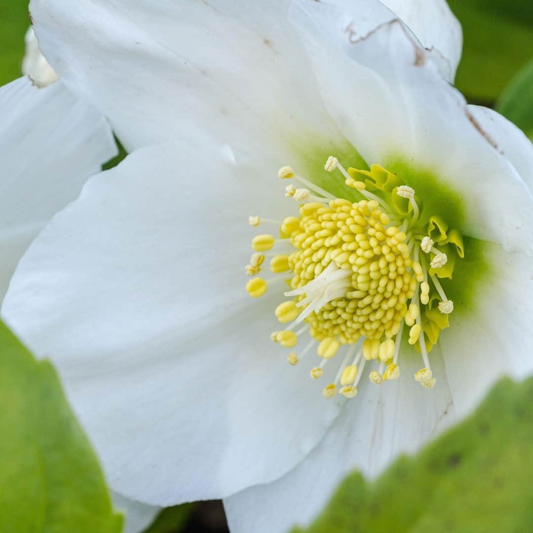 ニューヨーク植物園のインスタグラム：「The Plant Doctor is in! 🌿 . We're taking your home gardening and houseplant challenges and getting our NYBG experts' input. Leave your question here in the comments by Thursday morning. On Friday we'll follow up with answers, helping you keep your plants—like this hellebore in our Perennial Garden—thriving both indoors and out. . #Helleborus niger 'HGC Josef Lemper' #plantlove #nybgathome #museumfromhome」