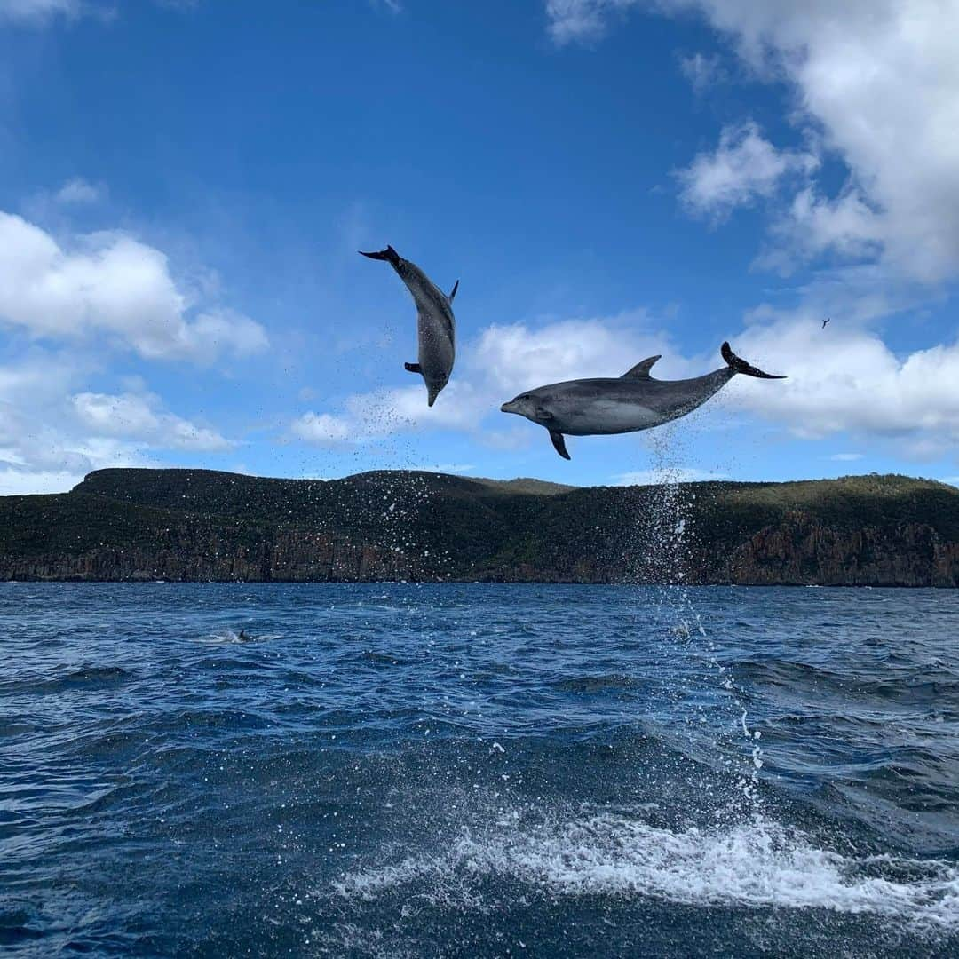 Australiaさんのインスタグラム写真 - (AustraliaInstagram)「“Ohhhh, I wanna dance with somebody!” 🐬🐬 Guide @timcunna captured this incredible iPhone shot on a @pennicottjourneys Tasman Island Cruise when he came across this happy duo... plus an additional 2000 or so of their mates! Known as a ‘superpod’, it’s not the first time that such a large group of bottlenose dolphins has flocked to @tasmania's beautiful #TasmanPensinula, it's thought that the abundance of food and rich nutrients of the water attracts marine animals to feed there. Don't know about you, but we’re dolphin-ately popping a #PennicottWilderessJourneys tour in @hobartandbeyond on our bucket list! 📝 #seeaustralia #discovertasmania #dolphins #hobartandbeyond #holidayherethisyear」1月12日 4時00分 - australia