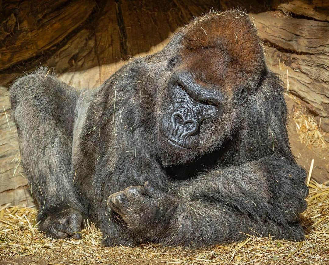 San Diego Zooさんのインスタグラム写真 - (San Diego ZooInstagram)「Members of the gorilla troop at the @sdzsafaripark have tested positive for SARS-CoV-2, the virus that causes COVID-19. The test results confirm the presence of the virus in some of the gorillas and does not definitively rule out the presence of the virus in other members of the troop. It is suspected the gorillas acquired the infection from an asymptomatic staff member, despite following all recommended precautions and COVID safety protocols from the Centers for Disease Control and Prevention (CDC) and San Diego County Health and Human Services Agency, as well as wearing PPE when near the gorillas. Aside from some congestion and coughing, the gorillas are doing well and remain together. They are eating and drinking, and we are hopeful for a full recovery. Read the full update at the link in our bio. We ask that you keep our troop and the incredible team of dedicated wildlife care professionals and veterinarians who serve them in your thoughts during this difficult time.」1月12日 5時03分 - sandiegozoo