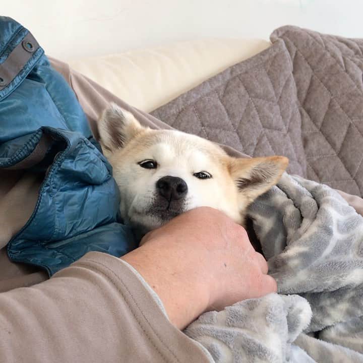 柴犬リリコのインスタグラム：「可愛い可愛いリリコちゃん💕」