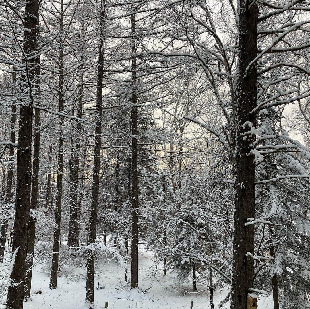 井上荒野さんのインスタグラム写真 - (井上荒野Instagram)「雪と夕焼け」1月12日 16時51分 - arereno