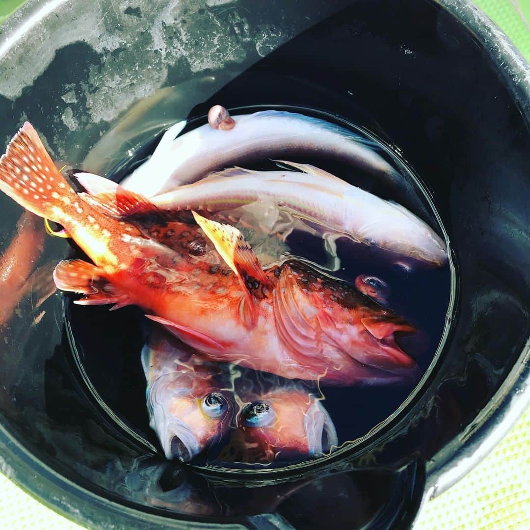 のインスタグラム：「アマダイ釣り思い出ショット①  #アマダイ #佐々木主浩 #稲村亜美 #ダイワ宮澤さん #daiwa #釣り #npb #denaベイスターズ #馬主 #競馬」