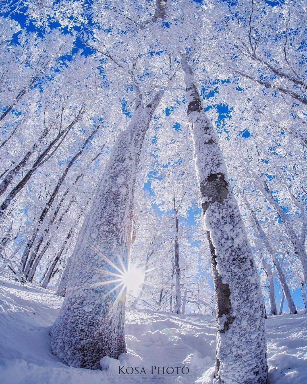 コサさんのインスタグラム写真 - (コサInstagram)「青と白の美しき霧氷の世界 360度どこ見ても霧氷‼️ まさに絶景でした😆 魚眼レンズで📸 ❄️ Location:奈良 Nara / Japan🇯🇵 Date:2021年1月 ❄️ #霧氷 #明神平 #奈良 #Japan_Daytime_View #raytrekフォトコンテスト2020 #レイトレッククリエイター #わたしは奈良派 #YourShotPhotographer #sorakataphoto #Impressive_gallery #art_of_japan_ #tokyocameraclub #dpj_member #team_jp_ #IG_PHOS #photo_jpn #ptk_japan #pt_life_ #bestjapanpics #Lovers_Nippon #light_nikon #LBJ_Legend #広がり同盟メンバー #nipponpic_member #special_spot_legend #s_shot #japan_of_insta #Rox_Captures #ig_shotz_trees #乗り越えようnippon」1月12日 7時46分 - kosa_photo