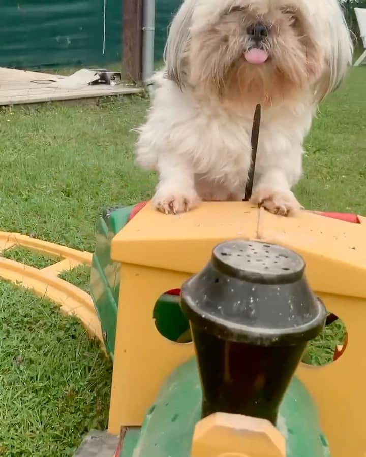 DogsOf Instagramのインスタグラム：「“All paws aboard the Cuteness Express 🚂” — @beethovenandco    @beethovenandco’s pawrents say he loves his train time ❤️  #dogsofinstagram #nationaltrainyourdogmonth #dogtrain」