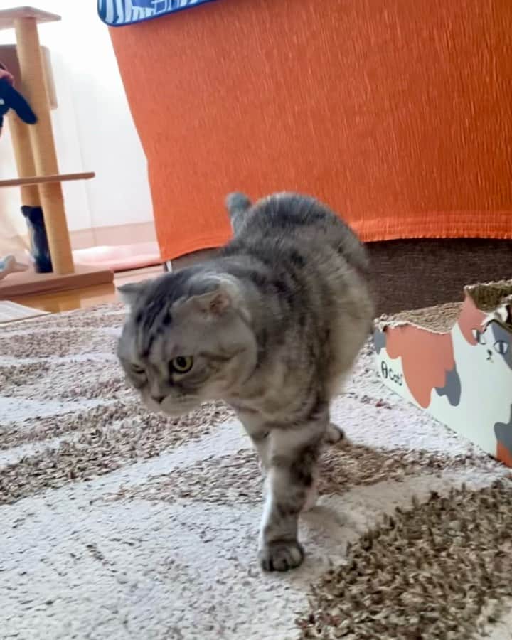 tiaichimaのインスタグラム：「Good morning!! 🌥おはナビー!!  やっぱり寒いと、歩き方がぎこちないけど、元気ですよ〜🐱👴🏻  #ナビちん#cat#neko#ねこ#neko#ネコ#スコティッシュフォールド#致命的な魅力#ScottishFold#まんじゅう部」