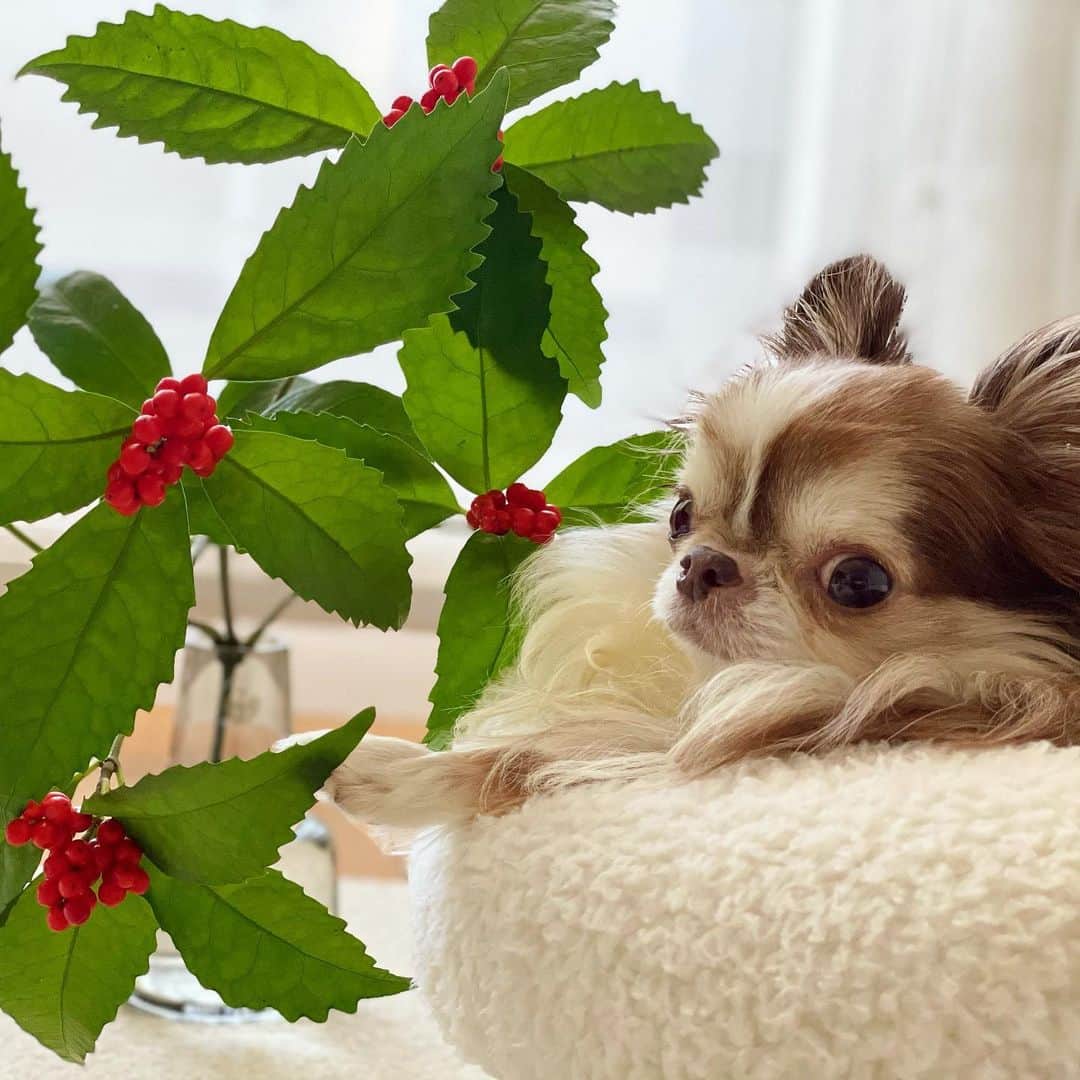 kayoのインスタグラム：「* * * 年末に買った千両がまだ元気😊🌿 * * 今日は外は雪降ってる☃️❄️ お花が長持ちするのは嬉しいけど寒過ぎるー💦 * * Lychee❤️ 2021.1.12 * * #chihuahua#chihuahualove#dogstgram#dog#instadog#チワワ#チワワ大好き#チワワのいる暮らし * * *」