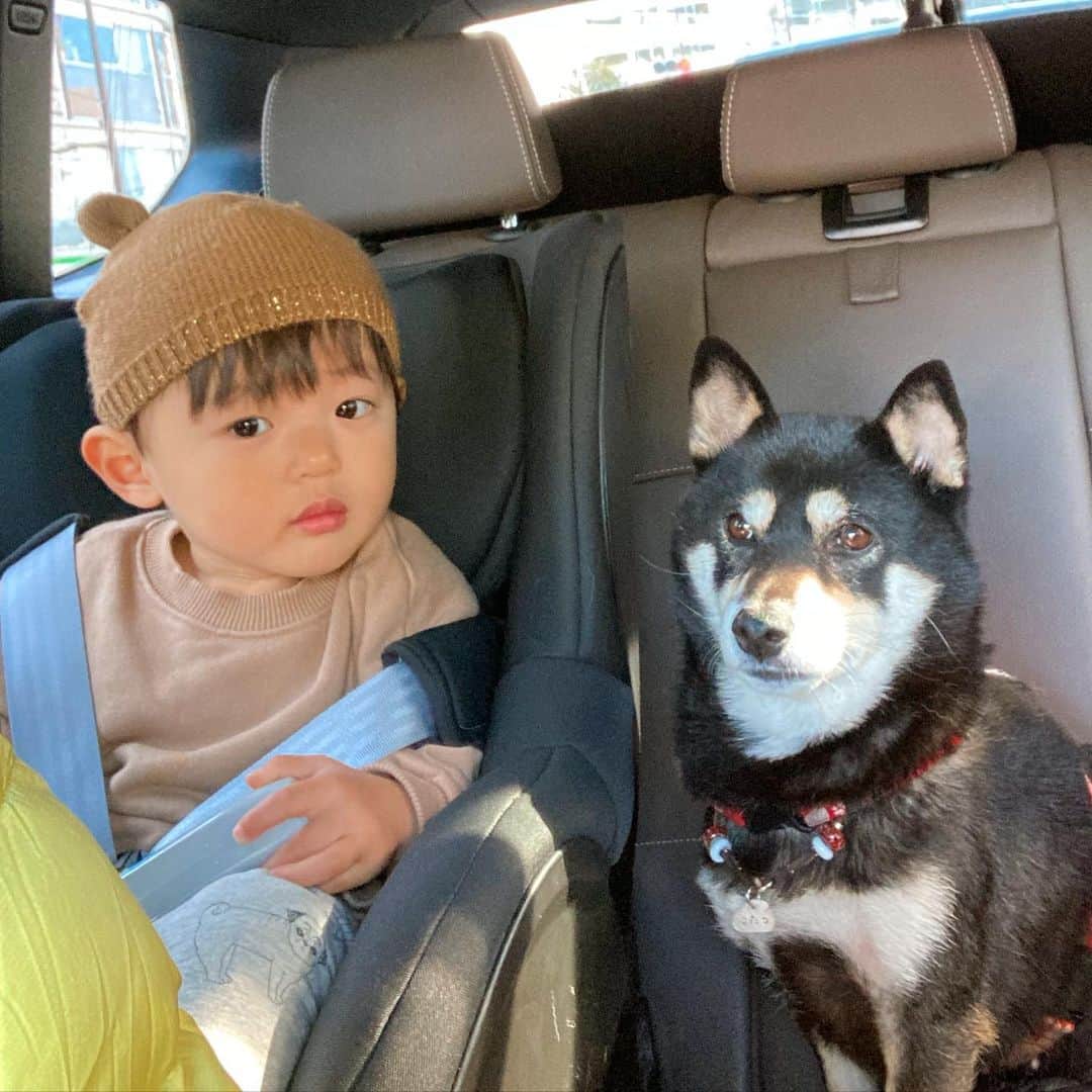 vo_coのインスタグラム：「🐾👣 正月休みと三連休を経て また少し距離の縮まったお二人さん まあ未だに日に数回は唸られてるけど😂 ＊ #唸られても怖くない #ガンガン触りにいく #こたつとぼくちゃん #shibastagram #instashiba #shiba #shibainu #黒柴 #柴犬」