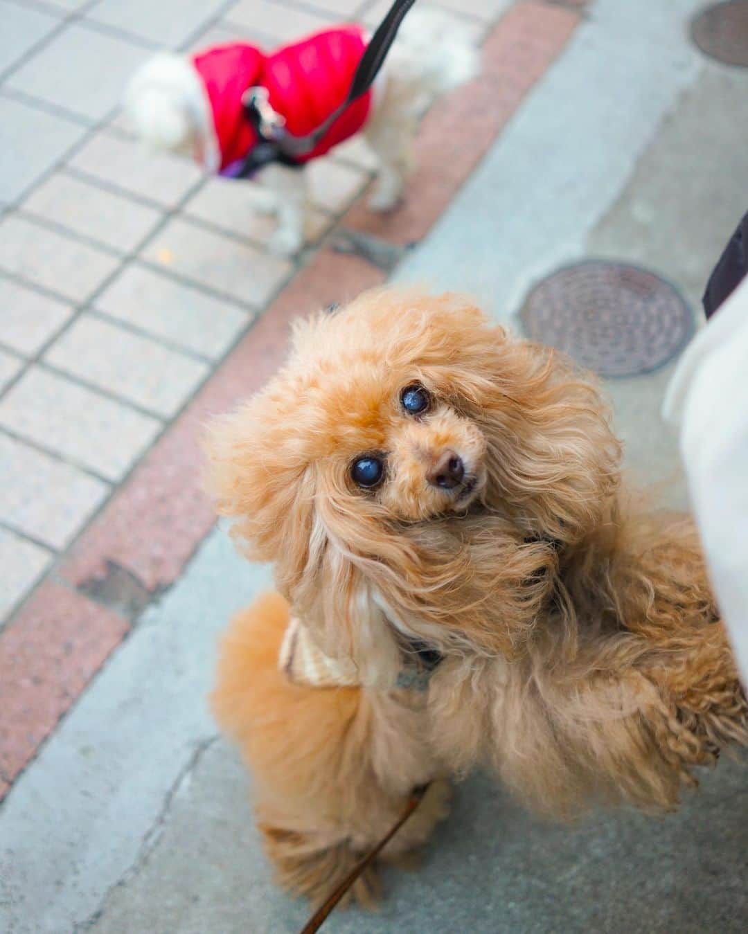 Toypoodle Mikuru?Asakusa Tokyoのインスタグラム：「20210112 Tuesday. Good morning ! Friends💓  オニク下さ〜い😆  のお顔です😂  今週もよろしくお願いいたします💖 もう火曜日だけど😅  #あさんぽ 浅草寺 #雷門 #肉活」