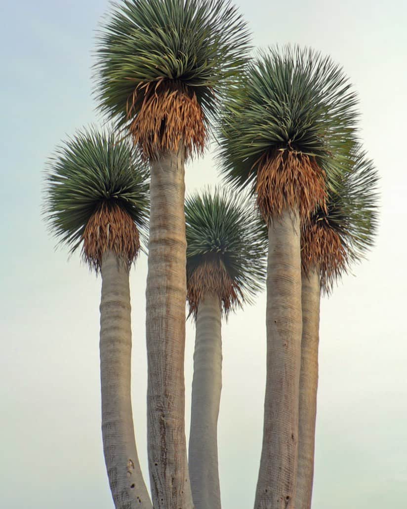 カレントエリオットのインスタグラム：「palm trees or pom-poms? you decide   #inspo #plants #palmtrees #nature #desert #california #wildlife」