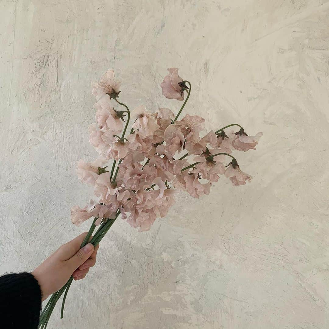 플로리스트 이주연 florist Lee Ju Yeonさんのインスタグラム写真 - (플로리스트 이주연 florist Lee Ju YeonInstagram)「. . 눈물나게 이쁘다 빈티지 스위트피 🤍 . #스위트피 #요즘최애  .  订花 WeChat ID vaness_flower 페이팔 결제 가능  클래스상시모집 당일꽃주문가능 . #수업문의 #주문예약 #lesson #Order  Katalk ID vaness52 WeChat ID vaness_flower E-mail vanessflower@naver.com . 서초구 양재천로 123 5층 📞02-545-6813 . #vanessflower #florist #flowershop #handtied #flowerlesson #花束 #바네스플라워 #플로리스트 #꽃다발 #부케 #플로리스트학원 #플라워레슨 #양재동꽃집 #양재역꽃집 #꽃다발주문 #꽃수업 #꽃주문  #대관 #공간대여 #스튜디오대관 #자연광스튜디오 #자연광스튜디오대관 #스튜디오」1月12日 9時04分 - vanessflower