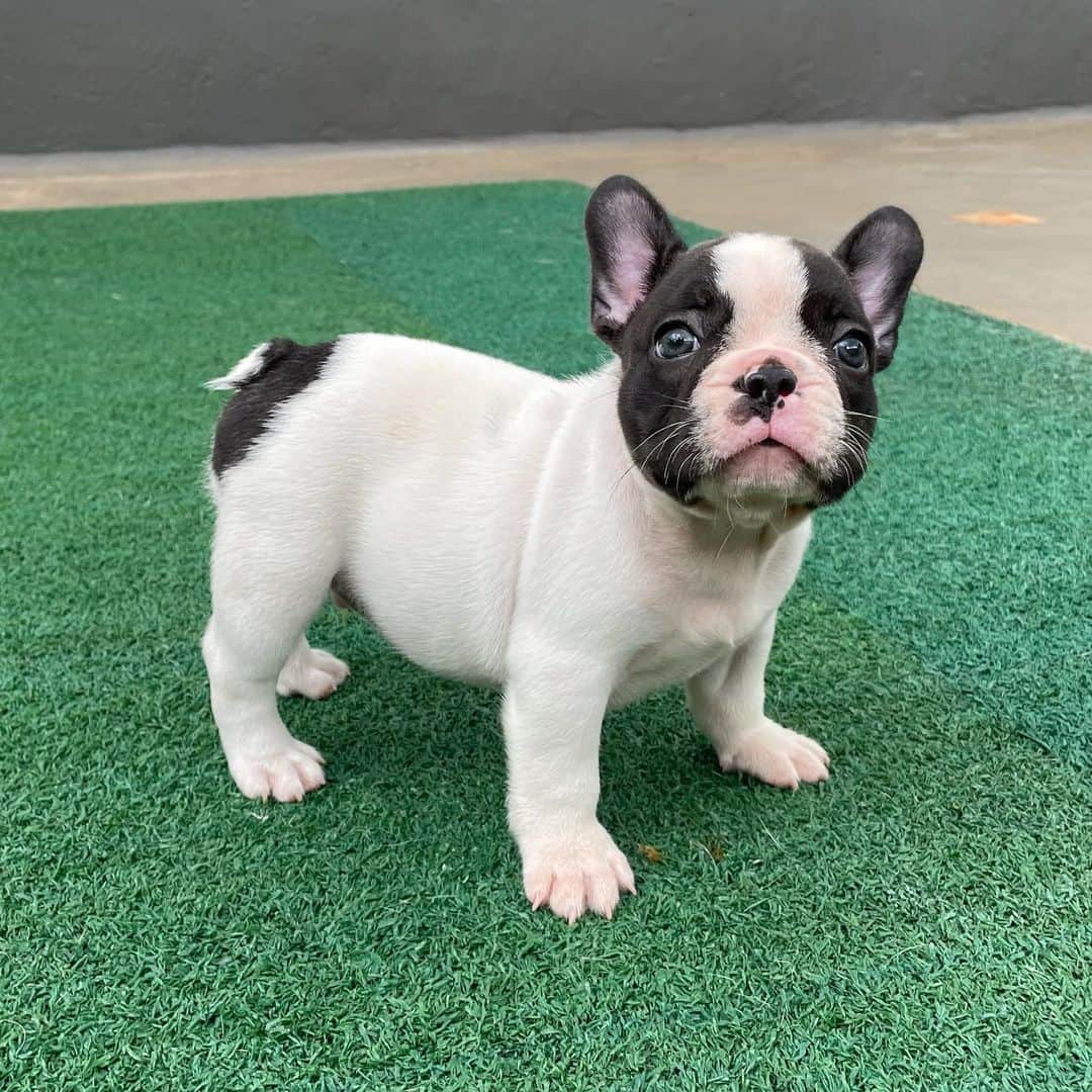 Regeneratti&Oliveira Kennelさんのインスタグラム写真 - (Regeneratti&Oliveira KennelInstagram)「Cutest lil nugget. Oreo is available and looking for a forever home. For more info on please DM. (Serious Inquiries Only). . . . . . . #frenchbully #frenchielove #dogsandpals #frenchbulldogs #weeklyfluff #french_bulldogs #dogsofinstagram #dogsofinsta #puppiesofinstagram #puppylove #instadog #frenchie #frenchiesofinstagram #frenchielove #love #dailybarker #squishyfacecrew #frenchieoftheday #dogoftheday #lovemydog #frenchiegram #cutenessoverload #dog_features #frenchieringer #mydogiscutest #instapuppy #frenchielife #jmarcoz」1月12日 9時08分 - jmarcoz