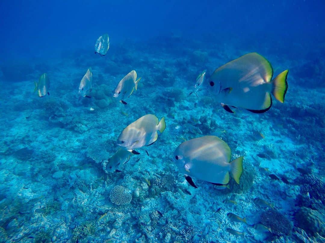 美馬寛子さんのインスタグラム写真 - (美馬寛子Instagram)「Crystal clear 🐠 🤿  . . . . . #beautiful #vacation #holiday #tbt #nature #travel #bikini #philippines #palawan #island #swim #sealife #beach #tan #explore #turtle #mermaid #snorkelling #fish」1月12日 9時18分 - hirokomima