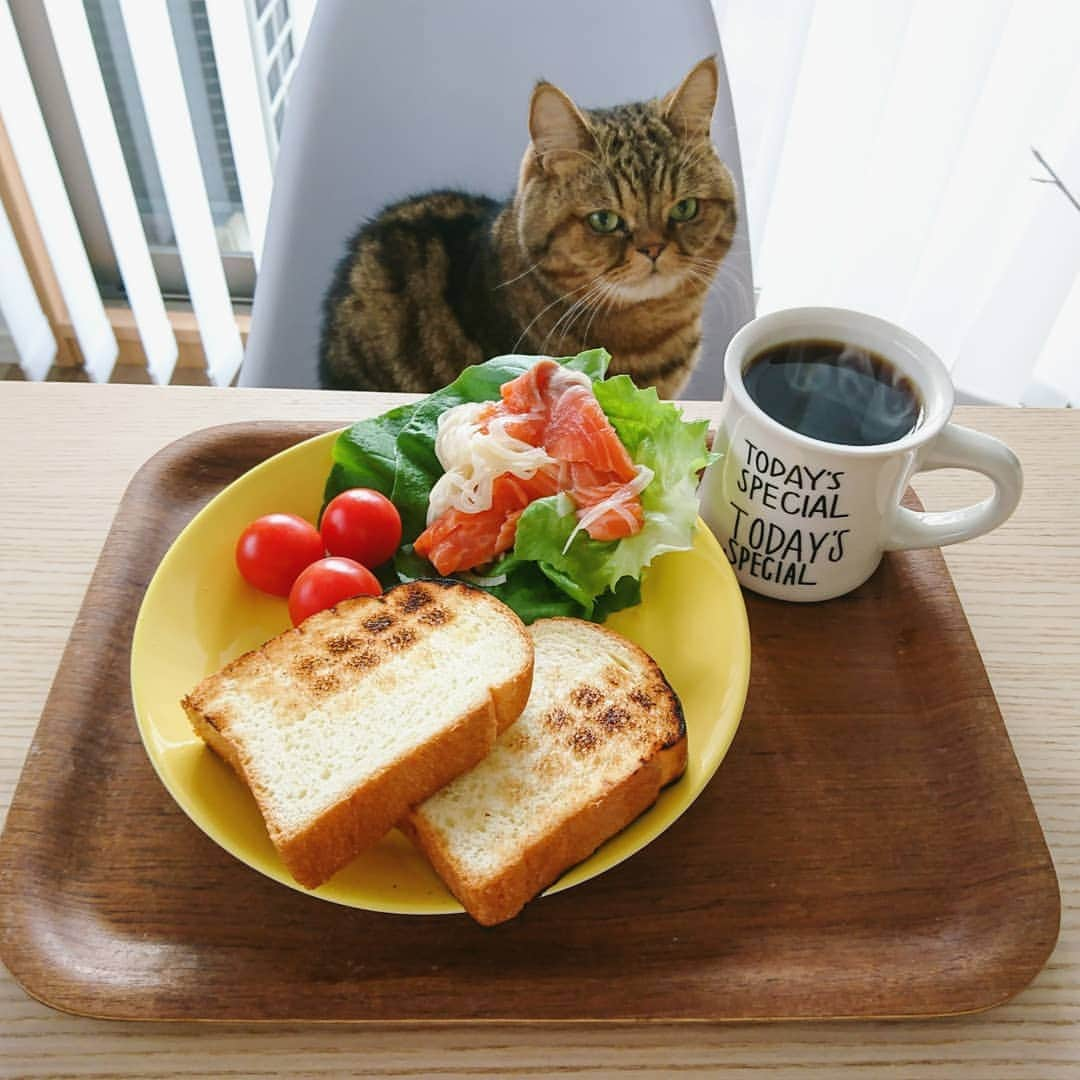 寅次郎（とらちゃん）さんのインスタグラム写真 - (寅次郎（とらちゃん）Instagram)「☆ One plate lunch . 昨日の寅カフェ🐯  よく見たらコーヒーの湯気も撮れてた☕ . #寅cafe #ブログも見てね . . #cat #instagramjapan #cute #にゃんだふるらいふ #無敵の親バカ同盟#にゃんすたぐらむ#ペコねこ部 #ねこ #猫 #猫のいる暮らし #igersjp #meow #gato #ふわもこ部 #エキゾチックショートヘア #貓 #catsofinstagram #ねこすたぐらむ  #おうちカフェ #サーモン」1月12日 9時16分 - torachanthecat