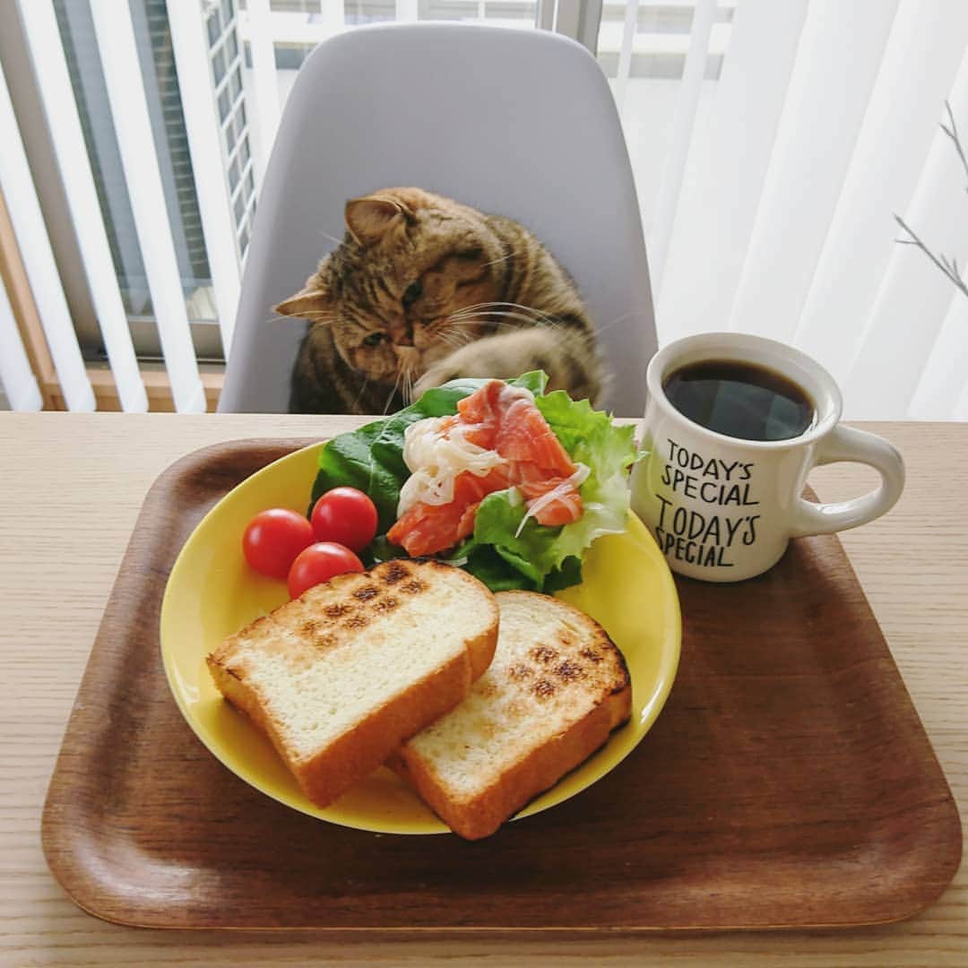 寅次郎（とらちゃん）さんのインスタグラム写真 - (寅次郎（とらちゃん）Instagram)「☆ One plate lunch . 昨日の寅カフェ🐯  よく見たらコーヒーの湯気も撮れてた☕ . #寅cafe #ブログも見てね . . #cat #instagramjapan #cute #にゃんだふるらいふ #無敵の親バカ同盟#にゃんすたぐらむ#ペコねこ部 #ねこ #猫 #猫のいる暮らし #igersjp #meow #gato #ふわもこ部 #エキゾチックショートヘア #貓 #catsofinstagram #ねこすたぐらむ  #おうちカフェ #サーモン」1月12日 9時16分 - torachanthecat