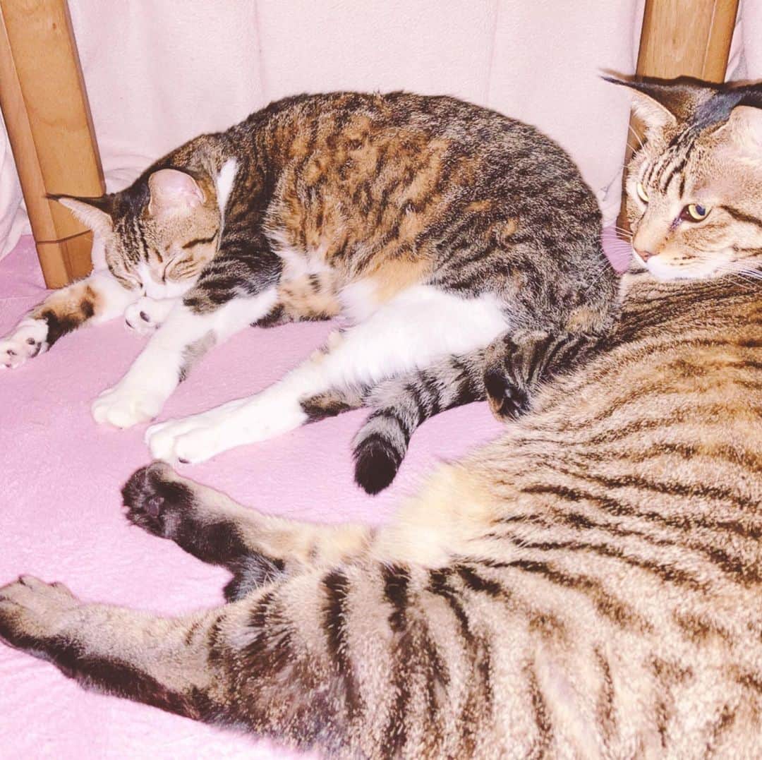 のインスタグラム：「スキマに入らせて頂きました。  #うちのお嬢さん」