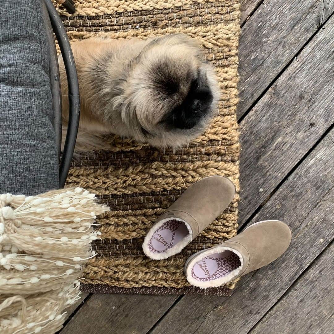 ダンスコのインスタグラム：「So soft and cozy he might try to take them. Shop Parson on our website now.」