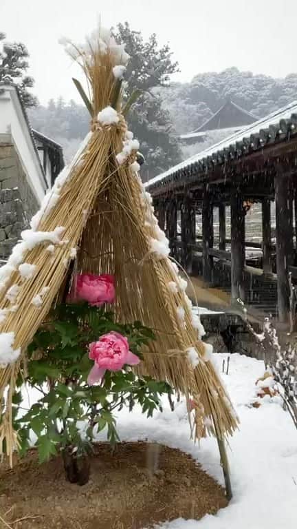 奈良 長谷寺 / nara hasederaのインスタグラム：「初冠雪、清浄とした雪景色」
