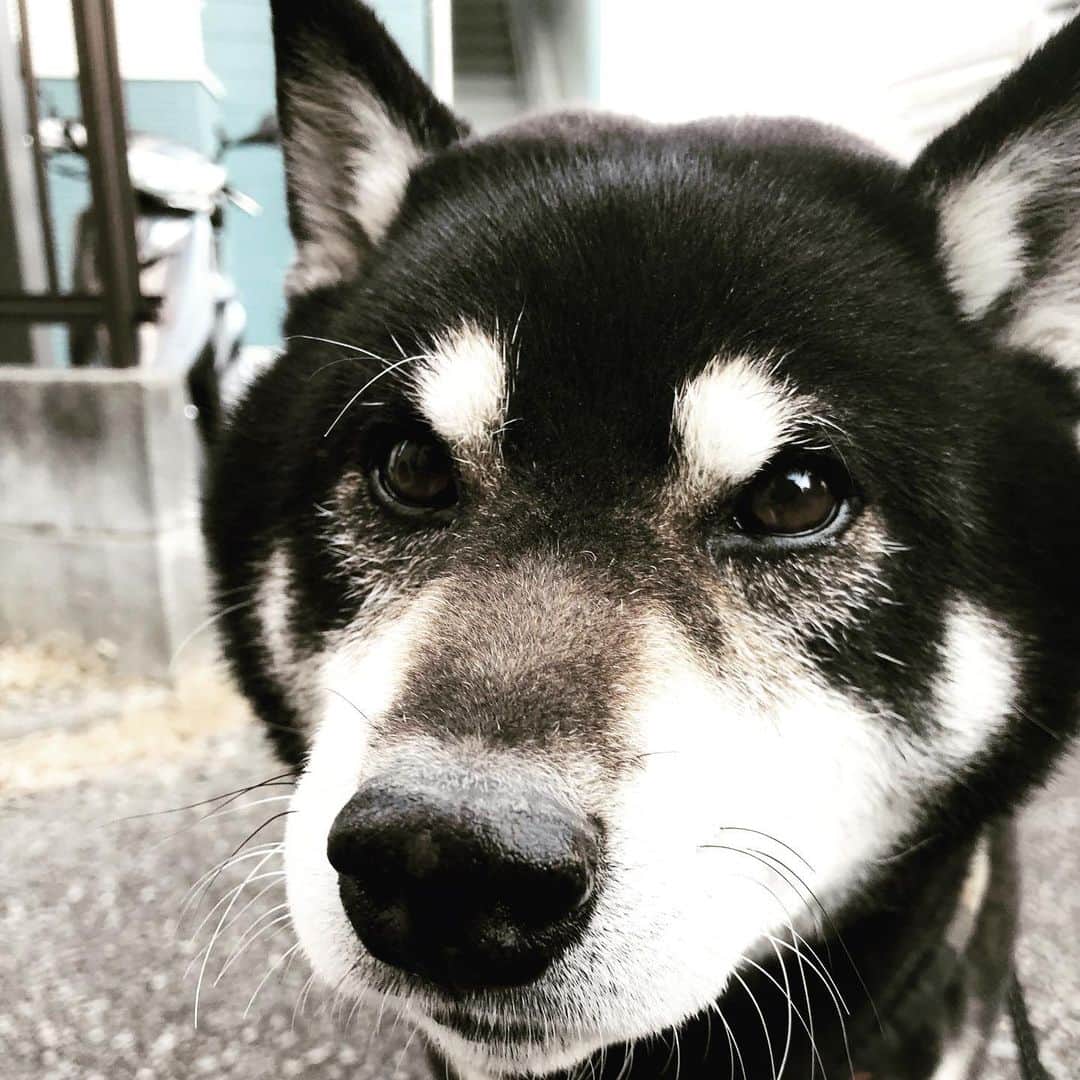 小川博永さんのインスタグラム写真 - (小川博永Instagram)「今日、雪は降るのかい？  #今朝まる #ししまる #dog #dogs #柴犬 #黒柴」1月12日 9時53分 - ogawahironaga