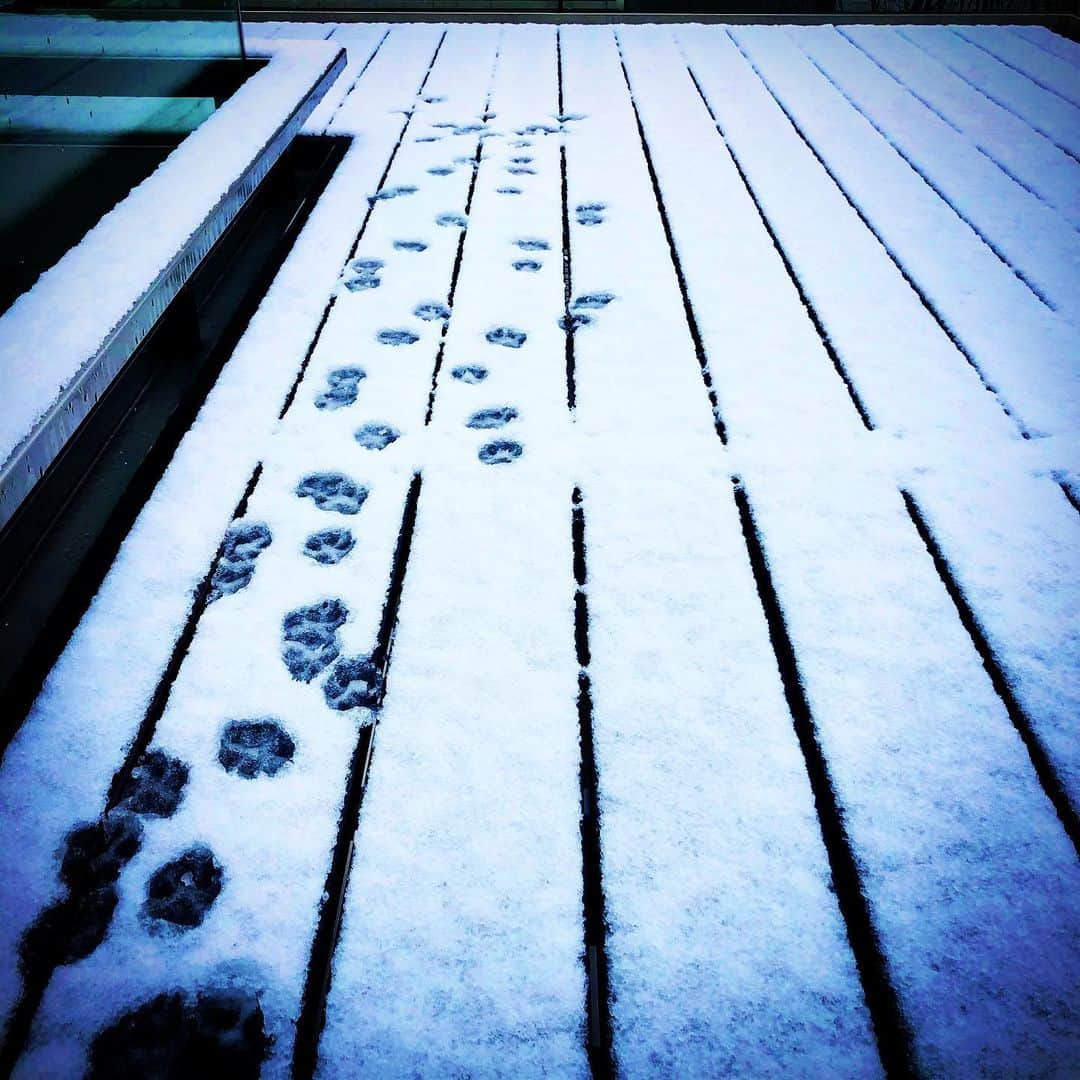 龍真咲さんのインスタグラム写真 - (龍真咲Instagram)「起きたら銀世界でした☃️ 日本海側の皆様、大丈夫でしたでしょうか💦 今日は暖かくして過ごしましょね🧥🧣🧦 ♪犬は喜び庭駆け回り♪ うちの犬は例外みたいです🐕‍🦺笑笑 1.5mくらいで帰って来ました😅  そして ラプンツェルからアナに。🏰👸」1月12日 9時51分 - masaki_ryu