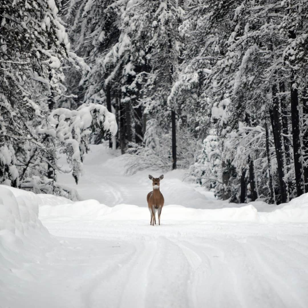 アメリカ内務省さんのインスタグラム写真 - (アメリカ内務省Instagram)「“The cold never bothered me anyway.” – Elsa of Arendelle   Exploring a wonderland such as Glacier National Park in #Montana means bundling up, even if you're a winter-loving animal. Glacier serves up a palace in the form of mountains with impressive snowfall. As the snow accumulates in #GlacierNPS, snowshoeing and skiing are the favorite recreational activities in the park. Even the wildlife come out to play. What snow stories or photos do you have from #NationalParks and #PublicLands? We want to snow! ❄️ Photo @GlacierNPS of a deer friend by Bill Hayden, National Park Service. #Frozen #Usinterior #nationalparkservice」1月12日 10時22分 - usinterior