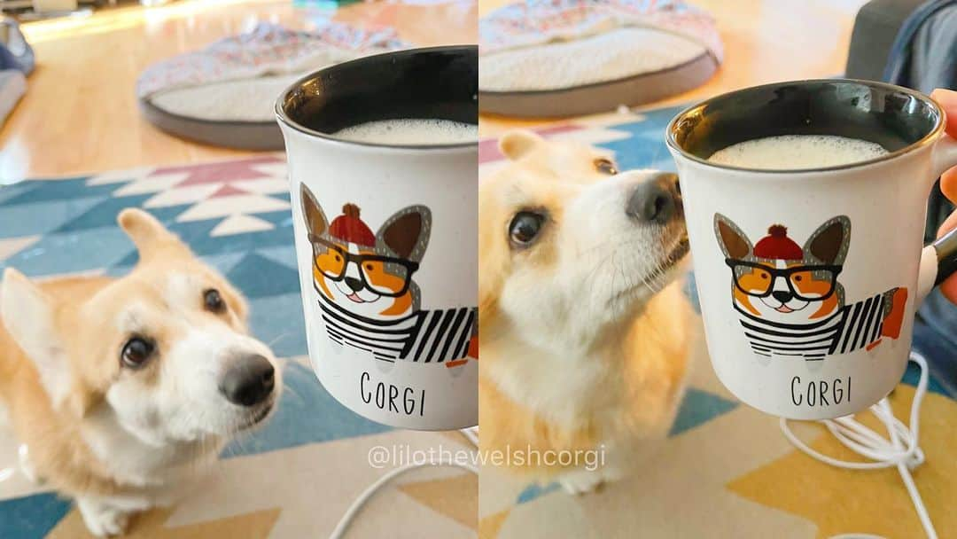 Liloさんのインスタグラム写真 - (LiloInstagram)「Excuse me human... what are you drinking woof?! 🤨」1月12日 10時25分 - lilothewelshcorgi