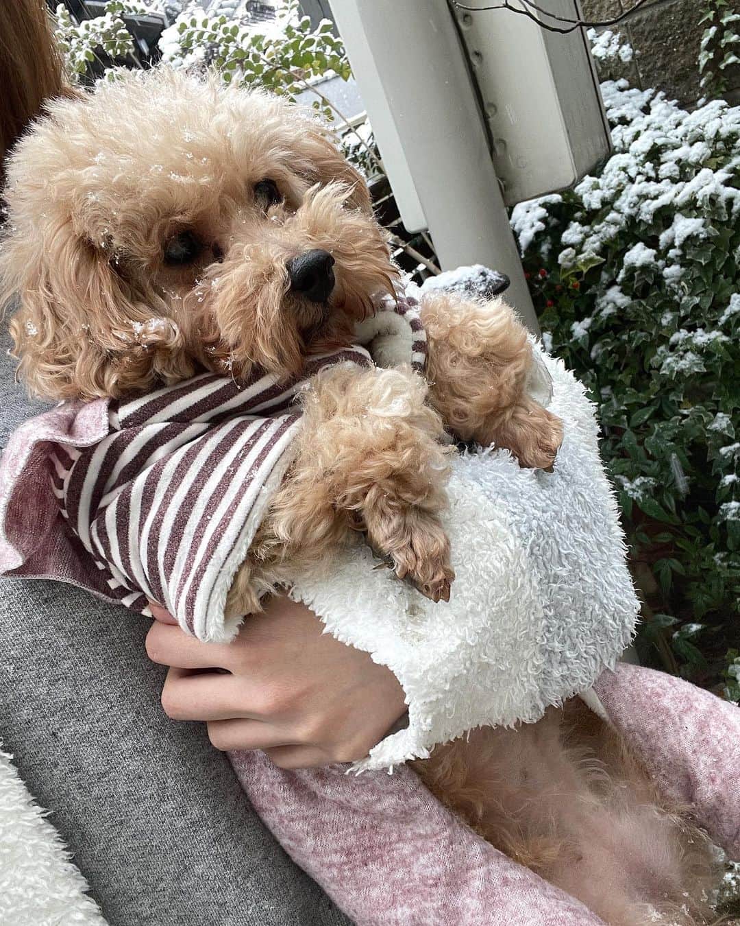 小林弥生さんのインスタグラム写真 - (小林弥生Instagram)「. 【こっちゃん雪を経験】 . こっちゃんに積もりゆく雪⛄️ 経験と思って雪の中お散歩❄ . 固まるこっちゃん可愛い(笑) 3枚目たまたまペロッとしてる 写真撮れて可愛すぎる🐶 . . 皆まさあったかくして お過ごしくださいね❅*° . . #保護犬 #保護犬を家族に  #保護犬出身 #雪」1月12日 10時26分 - yaaachan_k