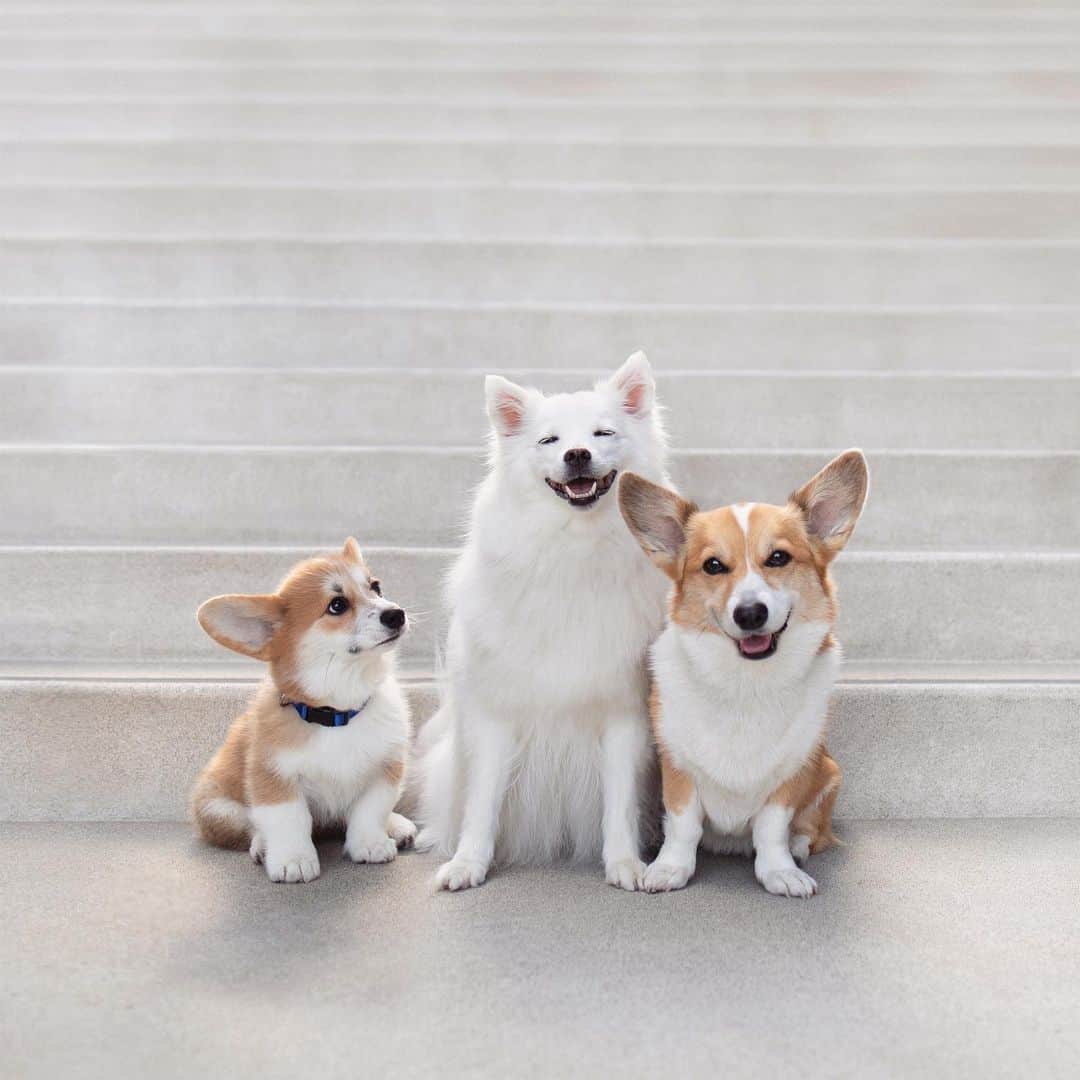 Geordi La Corgiのインスタグラム：「Scotty is VERY suspicious of Kokoro.  Do you think dogs can distinguish between breeds? 🤔  Photo by @emwng 📷」