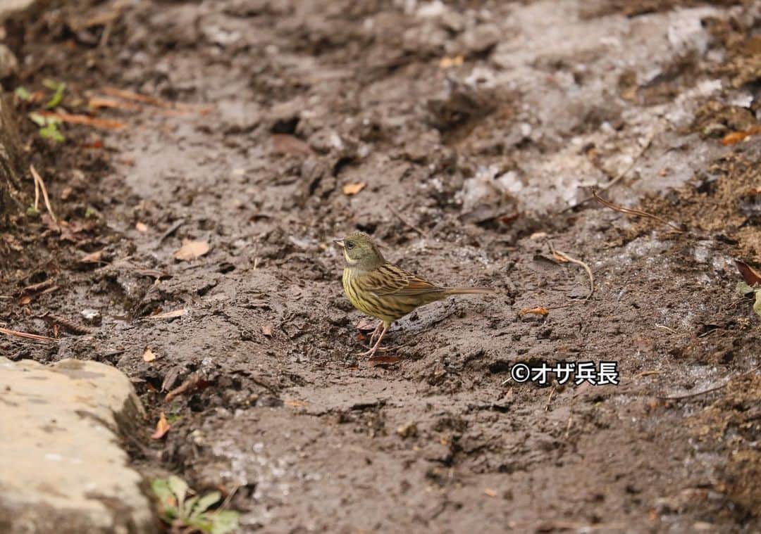 のインスタグラム：「昨日はアオジも見かけた。 あんまり地元じゃ見ない野鳥だな。  #アオジ #野鳥 #鳥 #bird」