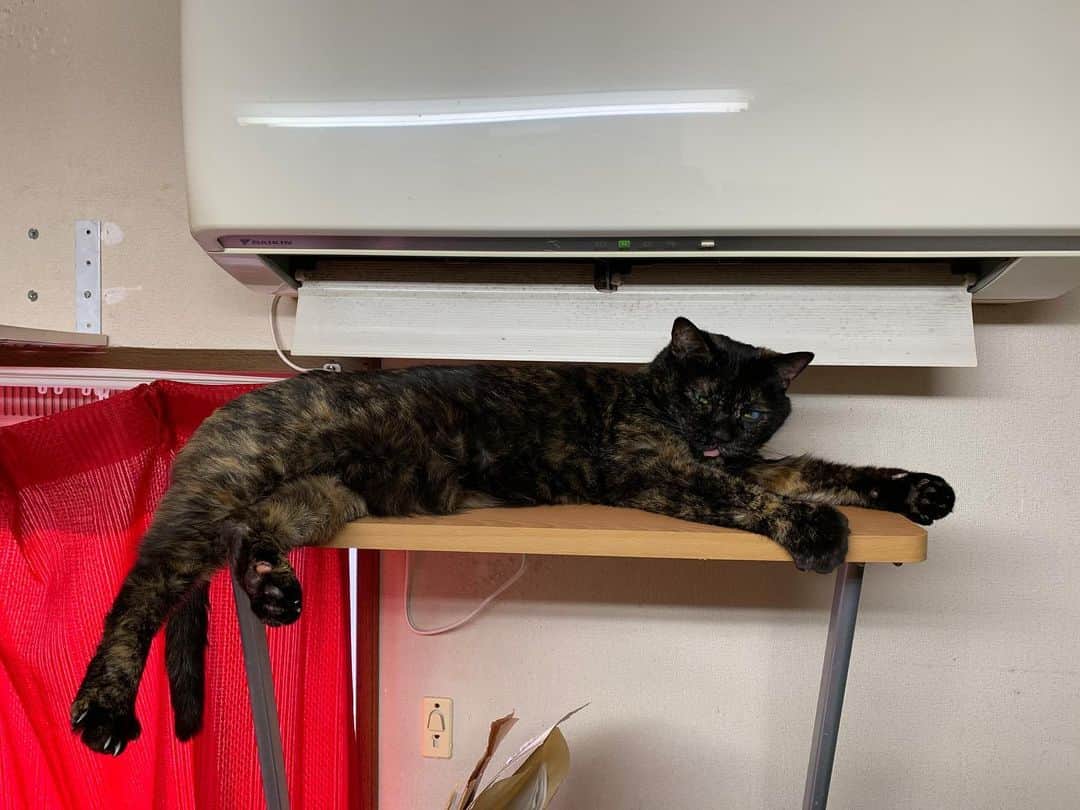 Kachimo Yoshimatsuさんのインスタグラム写真 - (Kachimo YoshimatsuInstagram)「エアコン吹き出し口の特等席。 暖かくて気持ち良いよね。 あくびも出るっちゅうもんよ。 ね。  #うちの猫ら #猫 #hijiki #ねこ #cat #ネコ #catstagram #ネコ部 http://kachimo.exblog.jp」1月12日 10時47分 - kachimo