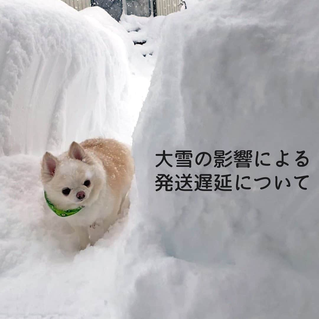 iDog&iCatさんのインスタグラム写真 - (iDog&iCatInstagram)「大雪の影響による発送遅延について  ただ今、弊社におきましては、記録的な大雪の影響を受け、 配送業者によりお荷物の集荷・配達が停止されております。  現在のところ、本日から1/13まで発送停止、1/14より再開予定となっておりますので、 お客様にはご不便をおかけいたしますが、何卒ご了承の程お願い申し上げます。  ※今後の気象・交通状況によっては、更に遅れが生じる場合がございます。 ※あす楽・あすつく・最短着指定については、誠に恐れ入りますが、 　発送再開日から最短のお日にち指定へ変更させていただきます。 ※集荷・配送については各配送業者のホームページよりご確認ください(佐川急便・ヤマト運輸)。  #IDOGICAT #iDog #iCat #犬の服iDog #お知らせ #遅延 #大雪」1月12日 10時59分 - idogicat