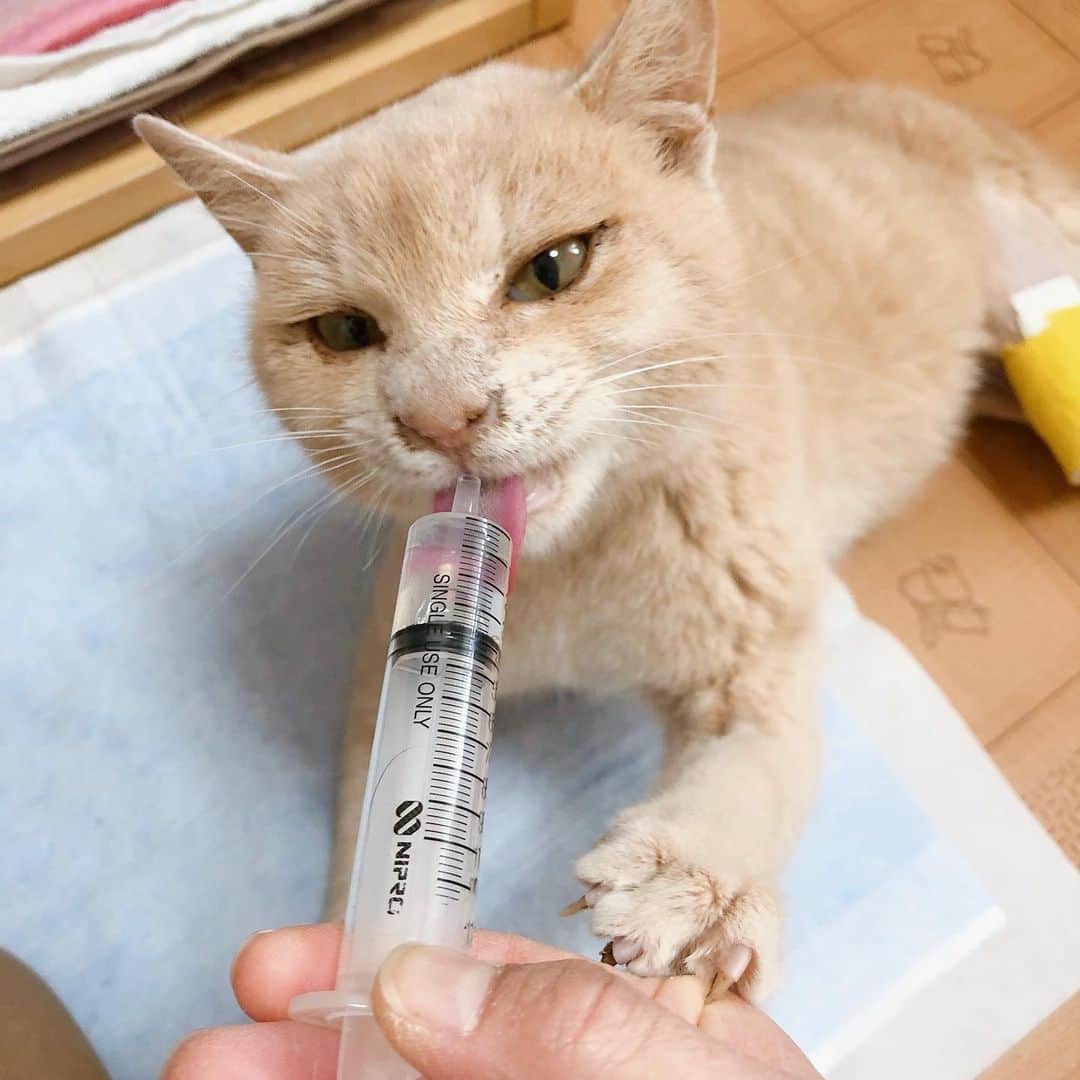 Natsukiさんのインスタグラム写真 - (NatsukiInstagram)「お久しぶりです。 なんだか周辺がバタバタしている間に、長いこと更新が止まってしまっていました(笑)  我が家も大きな変化が。  昨年の10月にじゅぴが亡くなり、12月に保護猫が増えました。  保護猫のむつき。 足に大きな怪我をしたことで保護。現在は毎日治療中で、私と同伴出勤しています。前のように歩けるようになる可能性はかなり低いのですが、それなりに動き回っています。  ウィルス陽性でしらす達他の猫とは接触できず、隔離している状況ですが、最初の頃より足もマシになってきたかなぁ、というくらい。長丁場になりますので、更新はまた思い出したら、という感じになりそうですが、人間は大きく体調も崩さず元気にしています！  またひょっこり顔を出します(笑)  #cat  #猫のいる暮らし  #scottishfold  #ragdoll」1月12日 11時13分 - milky517