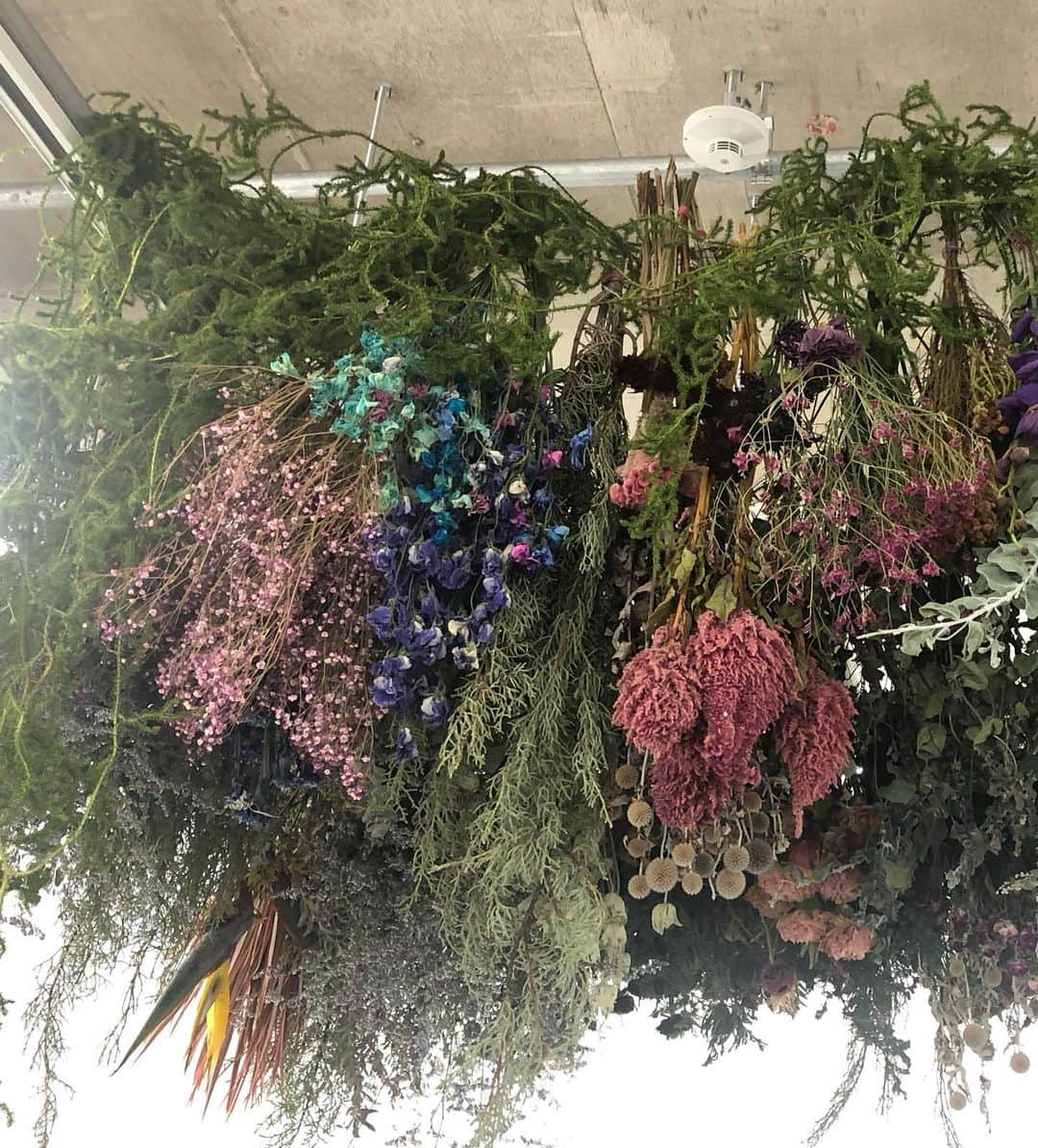 阿部洋子さんのインスタグラム写真 - (阿部洋子Instagram)「❁❀✿✾❁❀✿✾❁❀✿✾ #前田有紀 さんの お花の個展、 #色を纏う花展  行ってきました！  フラワーロスに取り組む前田さんが、 農家さんたちから仕入れたお花たちで 素敵なドレスを制作♡  中央奥のフラワードレス、 着てみたい～！ 色合いも好み～  お花の違ったたのしみを感じてきました💞  #nofilter」1月12日 16時55分 - hirocoring