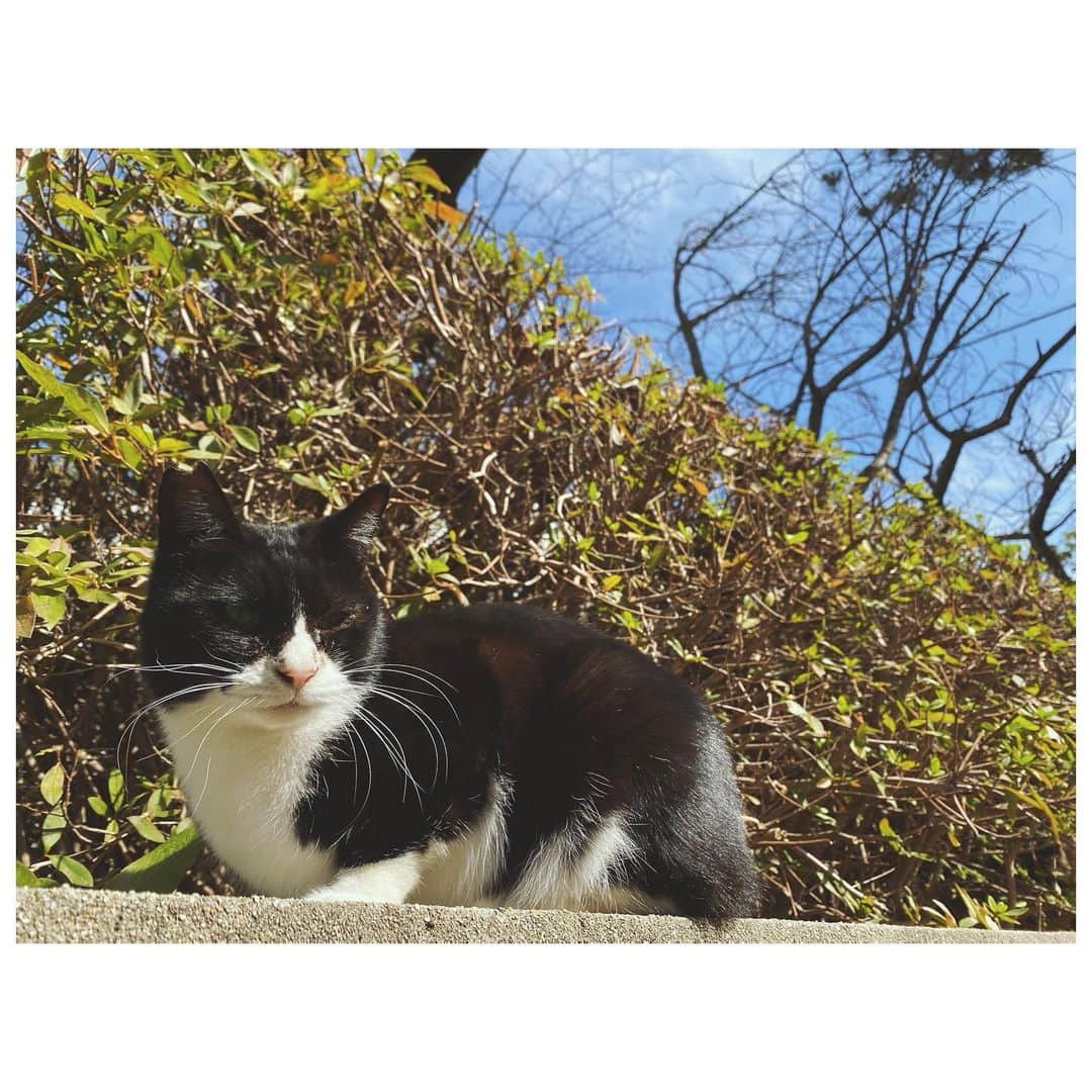 のインスタグラム：「かわいい かっこいい かわいい かっこいい  すき。  AIO　　#cat #猫 #街 #ねこ #かわいい  #かっこいい #好き」