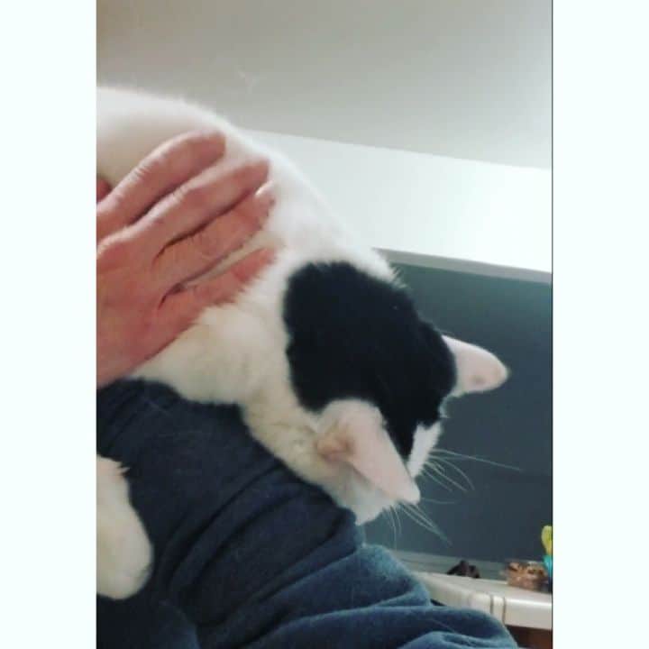 Garyのインスタグラム：「Shoutout to Gus being cute as fuck while the country burns #gustopher」