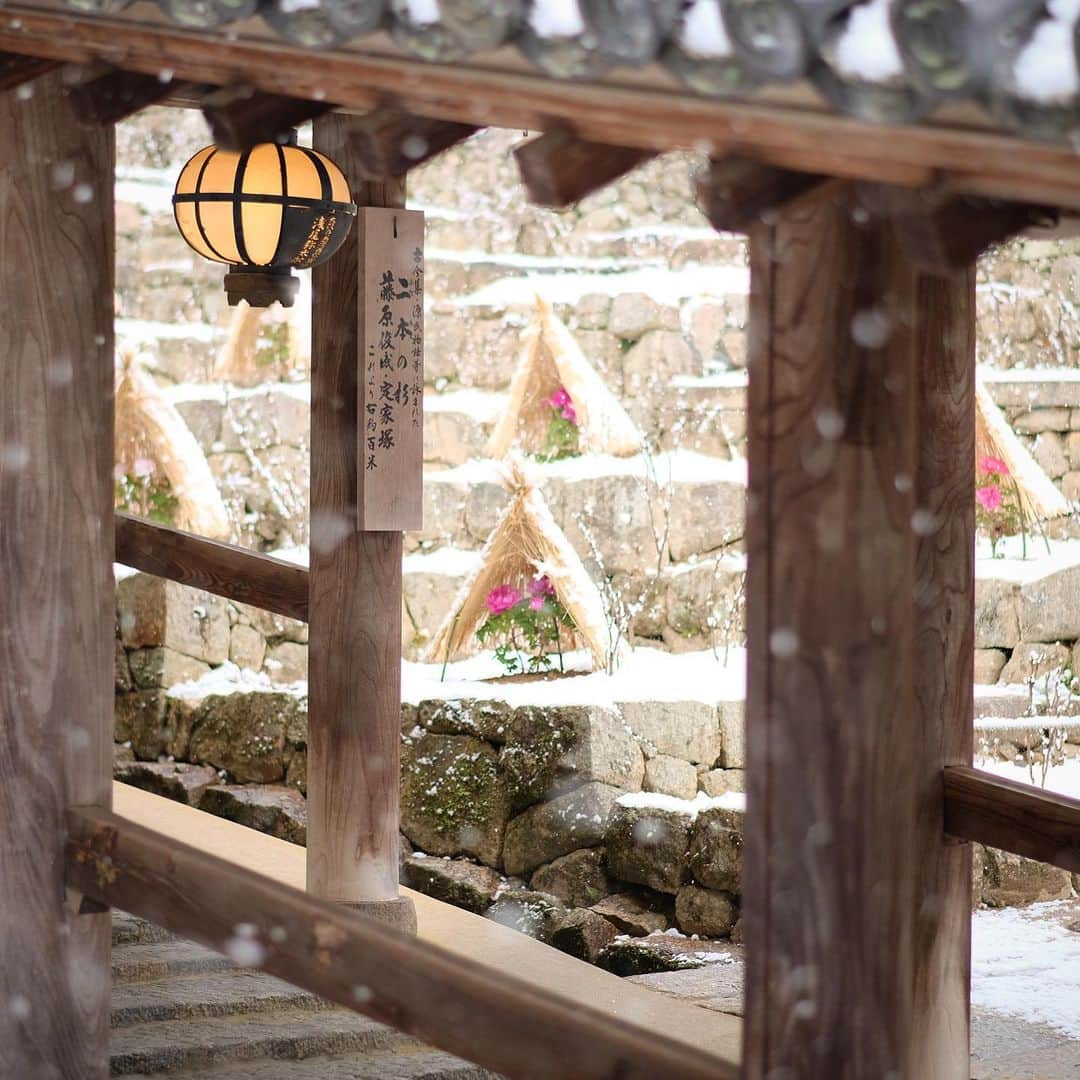 奈良 長谷寺 / nara hasederaのインスタグラム：「雪の舞う#登廊 に室咲の#牡丹  It snowed today.  The white of the snow enhances the cleanliness of @hase_dera .  The reddish purple color of the #peony is very beautiful in the white.  #長谷寺 #奈良長谷寺 #総本山長谷寺 #花の御寺 #奈良 #hasedera #hasederatemple #temple #japan #japanesetraditional #pilgrimage #nara #tourism #sightseeing #japanesetemple #西国 #西国三十三所 #霊場 #巡礼 #四寺巡礼 #長谷寺が好き」