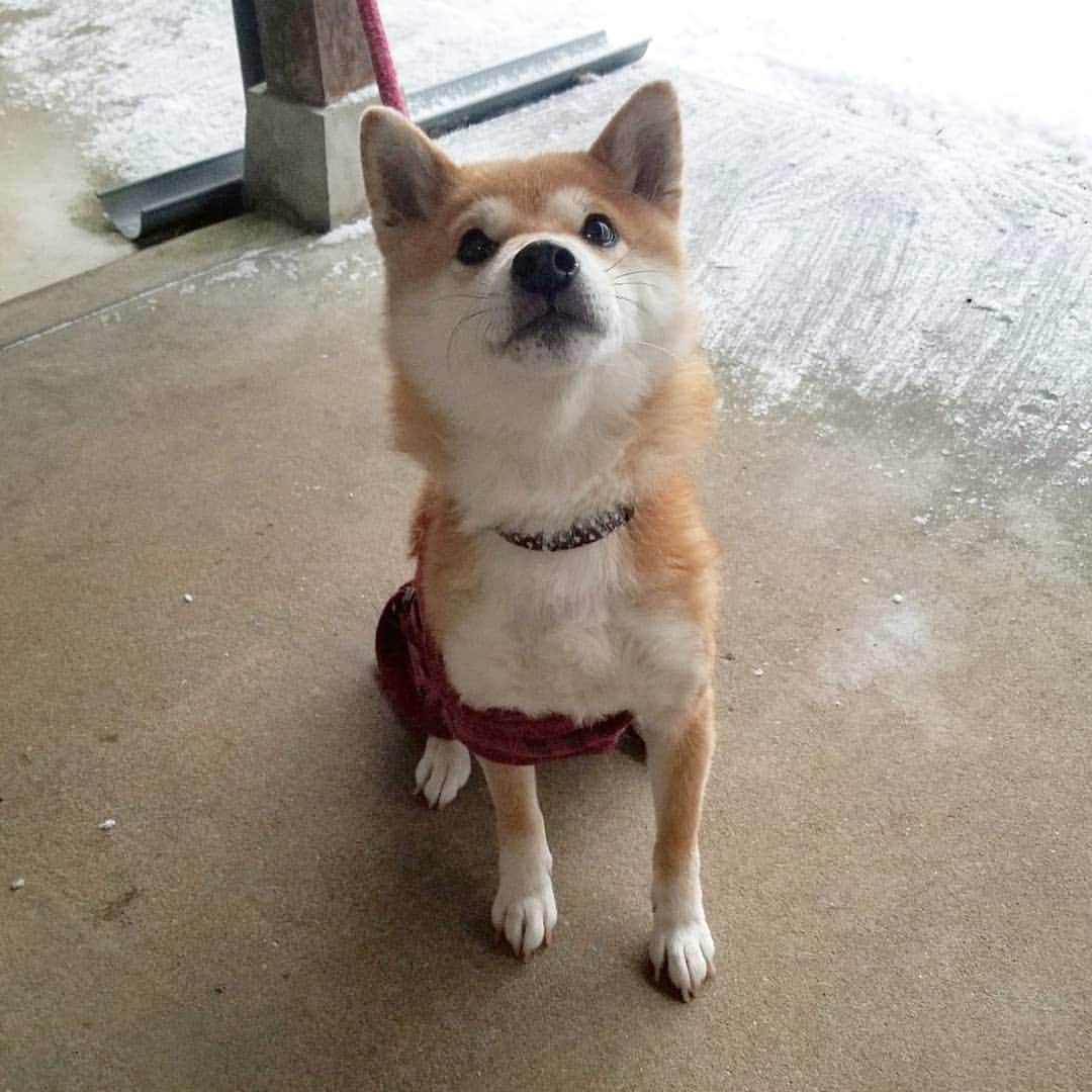 柴犬たま Shibainu Tamaのインスタグラム