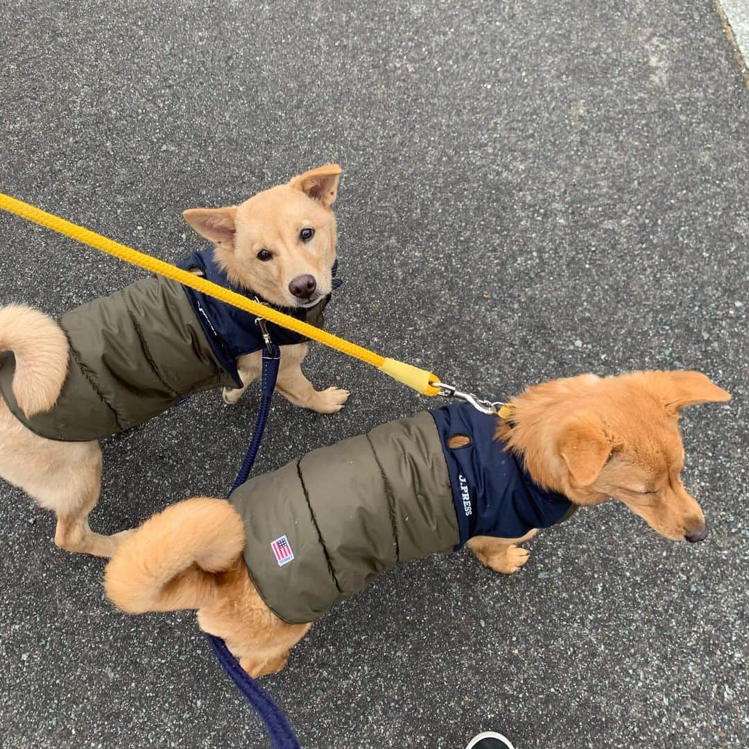 中村貴之のインスタグラム：「先日、風邪っぽくなっちゃったので服着せてみました😊ビビりまくってたお散歩もだいぶ慣れてきて父ちゃんは嬉しいよ。 #テンとサン　#ただいま5ヶ月 #保護犬 #姉妹犬 #元野犬  #ペットショップへ行く前に里親になる選択を」