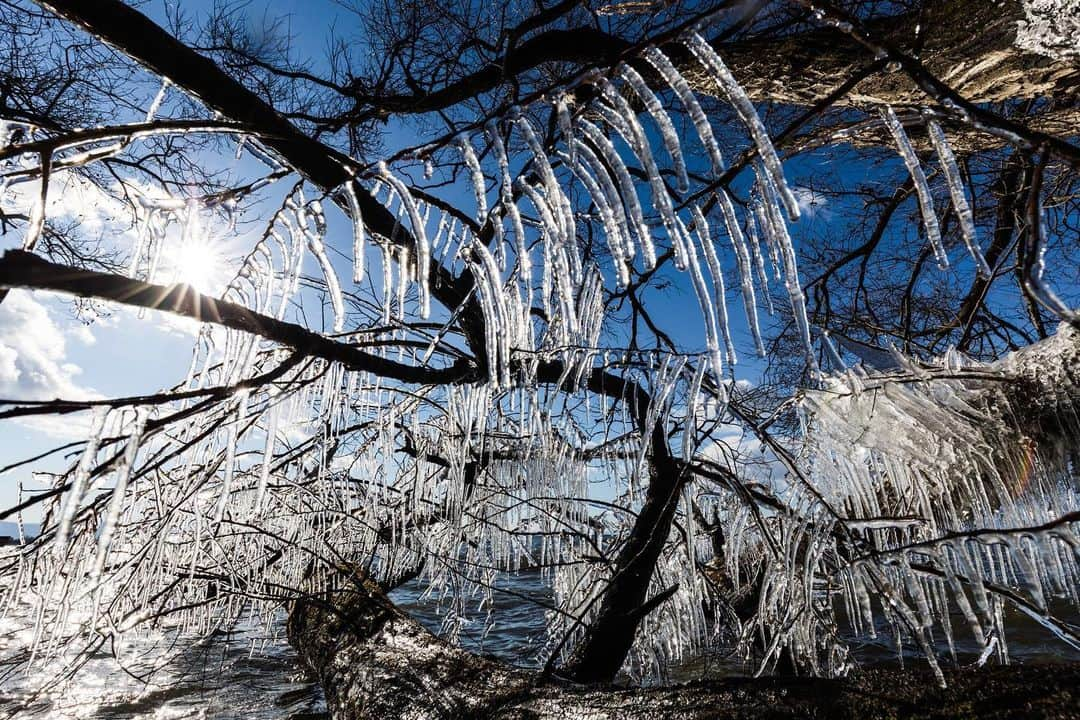 滋賀県長浜市さんのインスタグラム写真 - (滋賀県長浜市Instagram)「厳冬の湖北の風物詩の一つ、しぶき氷❄️ 冷え込みが厳しい日は、草木にかかった琵琶湖の波しぶきが芸術的な造形を生み出します🌊 寒さを忘れてその美しさに見惚れますね☺️ ・ date 2021.1.9 location 早崎町 ・ #長浜ちょぴっく #みんなのちょぴっく #滋賀写真部 #しがトコ #しぶき氷 #琵琶湖 #60sistercityaan #landscape #冬 #winter #japan #jp_mood #jp_views #japan_of_insta #風景写真を撮るのが好きな人と繋がりたい #風景 #氷点下 #lakebiwa #絶景 #芸術 #nature #naturephotography #naturalart」1月12日 12時43分 - nagahama_city