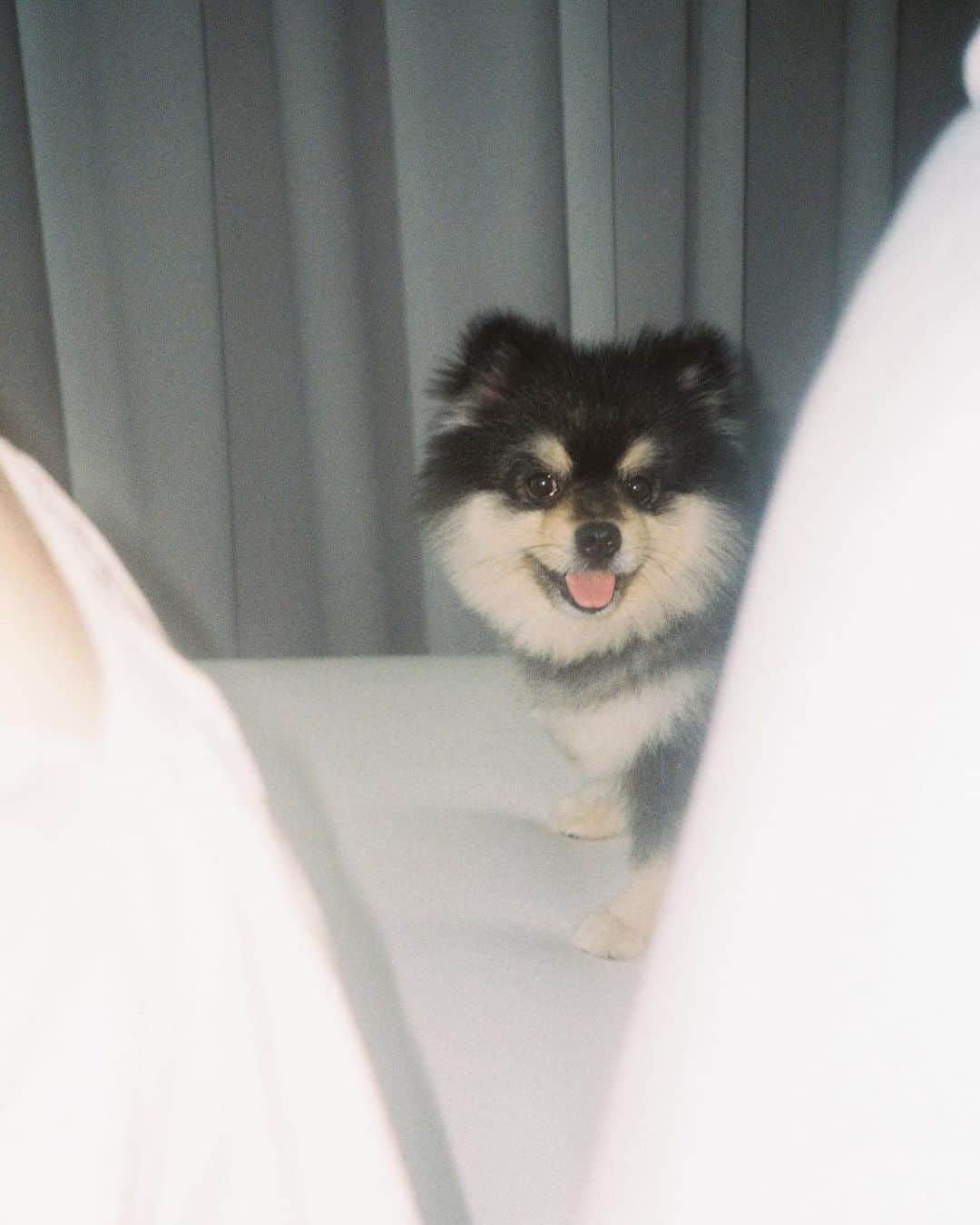 キンバリー・アン・ウォーテマス・ティアムシリのインスタグラム：「My handsome furball🦊 #hammerthepom」