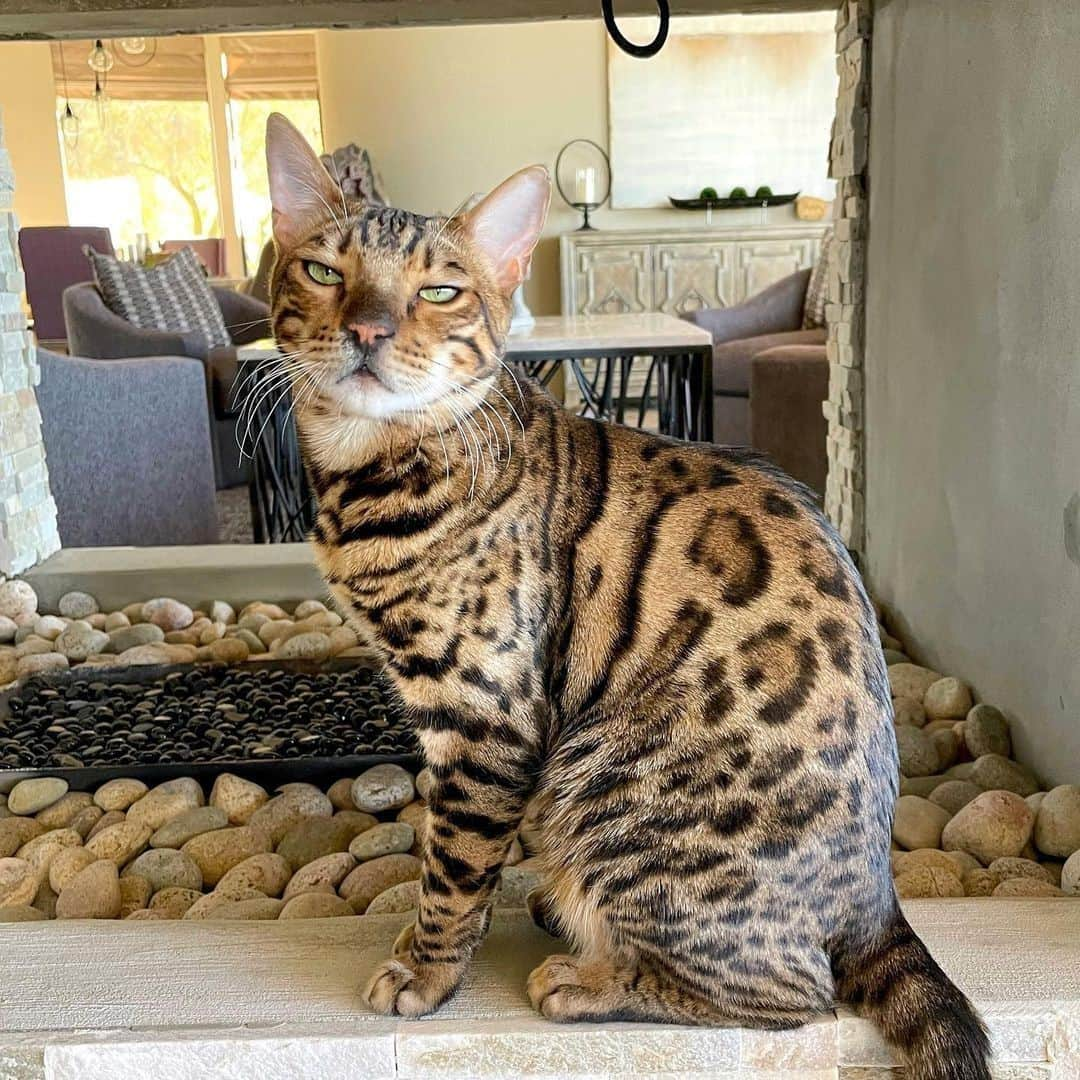 Aww Clubさんのインスタグラム写真 - (Aww ClubInstagram)「The face you make when you’re sick of your hooman's shit...⁣⠀ ⠀ 📷@mickeyandmort⠀ ⠀ #meowed #mickeyandmort #captionthis #Bengal」1月12日 13時00分 - meowed