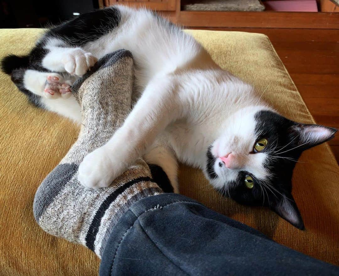 池内万作のインスタグラム：「靴下大好きねおっさん。 #イケウチ家の猫 #ねおっさん」
