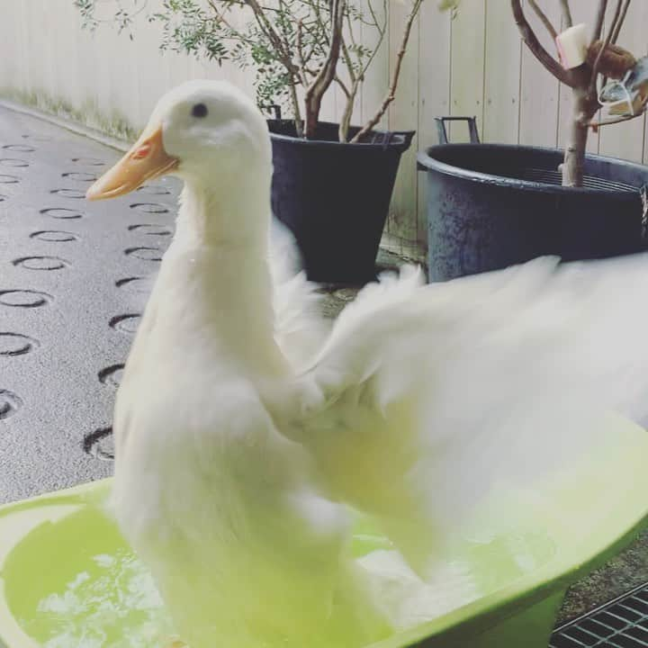 坂本美雨のインスタグラム