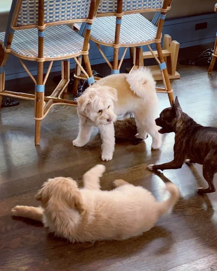 ニール・パトリック・ハリスのインスタグラム：「It’s a dog eat dog world out there... #gidget #spike #ella」