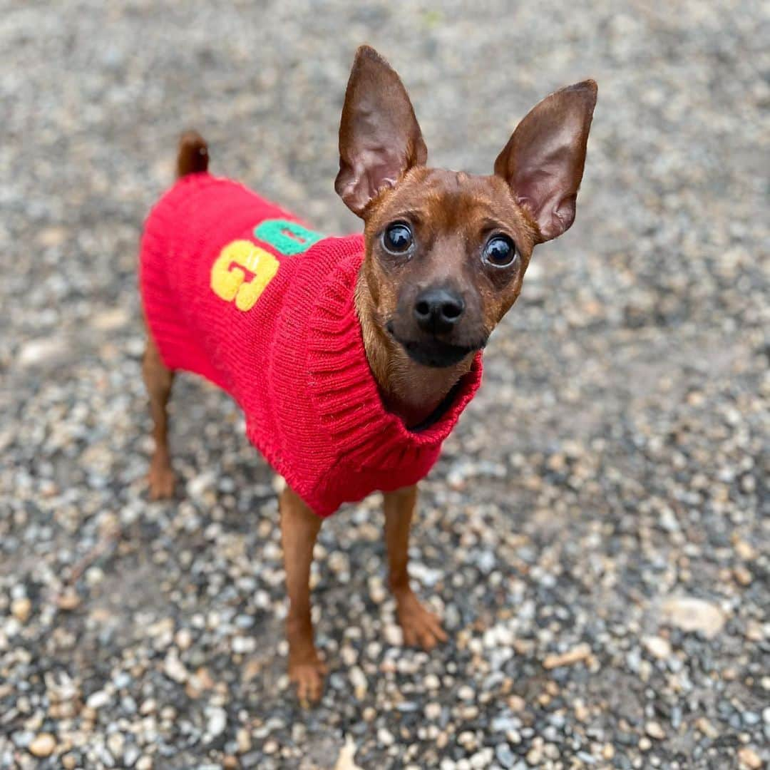 The Dogistさんのインスタグラム写真 - (The DogistInstagram)「Winston, Miniature Pinscher (9 m/o), Union Square, New York, NY • “He thinks he’s way bigger than he actually is. He’s 6.5 pounds and he wants to play with the biggest dogs. He’s also too smart for his own good. He gets out of all his pens.”」1月12日 14時00分 - thedogist