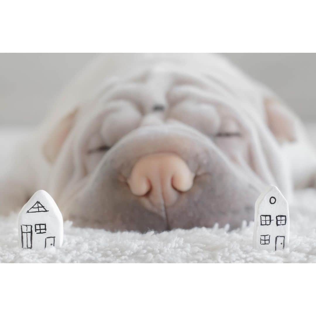 annie&pADdinGtoNさんのインスタグラム写真 - (annie&pADdinGtoNInstagram)「I wish we lived closer a million times a day, right next door not a million miles away 🏡 🤍🏡 #sendinglove #lambington #sharpei #sharpeisofinstagram #squishyfacecrew #sharleilove #getwellsoon #thinkingofyou #dog #dogs #dogsofinstagram #doglover #doglife #instagood #weeklyfluff #instadaily #iloveyoutothemoonandback」1月12日 14時03分 - anniepaddington