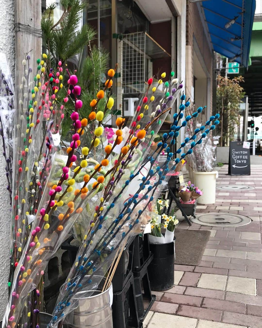 アヤメさんのインスタグラム写真 - (アヤメInstagram)「So cool, funky colored kitty pompom plant💐☃️ ファンキーネコヤナギ #aroundayamestudio #inspiration #ネコヤナギ #pussywillow #chaton #代々木八幡」1月12日 14時17分 - ayame_socks