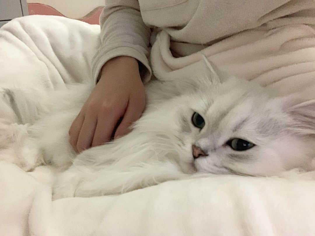 후추네큰언니のインスタグラム：「🥰 담요를 깔아도 그냥 오라고 하면 안오고 다리 사이에 공간 만들어주면 쏙 들어옴 ㅜ 졸귀탱귀야요 😭❤️  #후추  #고양이  #냥스타그램 #캣스타그램  #Hoochu #Hoochuthecat #cat #cats #catstagram #catsofinstagram #topcatphoto #bestmeow #ilovecat #cute #fluffy #petstagram #instacats」
