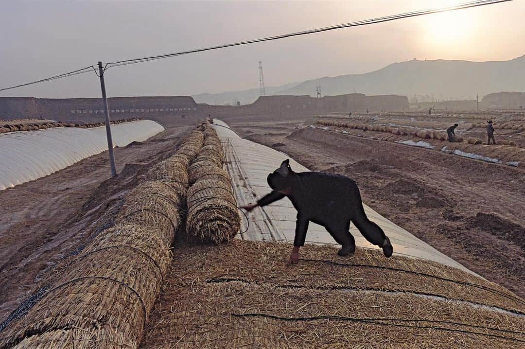 Michael Yamashitaさんのインスタグラム写真 - (Michael YamashitaInstagram)「Plastic solar greenhouses dominate the landscape along the Great Wall in northwest China, making farming a year-round occupation. Keeping a hot house warm in winter requires a blanket made of rice straw for insulation.  Raised at dawn to capture the sun and lowered at sunset to slow heat loss, the inside temperature stays warm enough to grow cucumbers in near freezing temperatures. China accounts for more than 90 percent of passive solar greenhouse use worldwide. #greenhouses #hothouse #passivesolar #greatwall #greatwallofchina」1月12日 15時08分 - yamashitaphoto