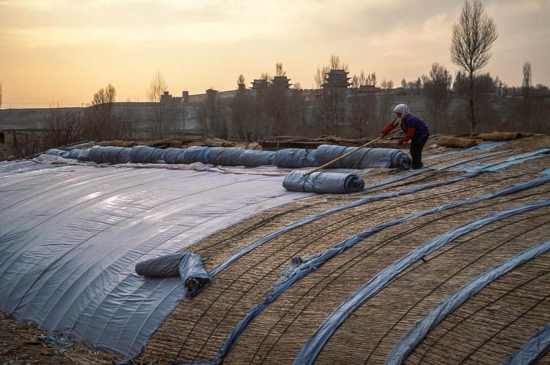 のインスタグラム：「Plastic solar greenhouses dominate the landscape along the Great Wall in northwest China, making farming a year-round occupation. Keeping a hot house warm in winter requires a blanket made of rice straw for insulation.  Raised at dawn to capture the sun and lowered at sunset to slow heat loss, the inside temperature stays warm enough to grow cucumbers in near freezing temperatures. China accounts for more than 90 percent of passive solar greenhouse use worldwide. #greenhouses #hothouse #passivesolar #greatwall #greatwallofchina」